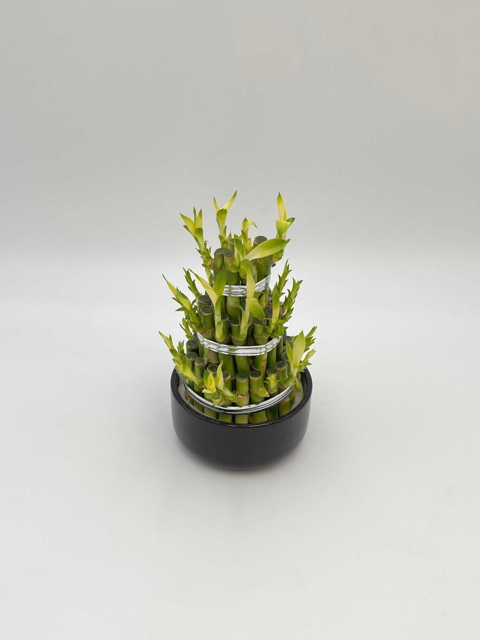 Dracaena Sanderiana, Water Bamboo Houseplant