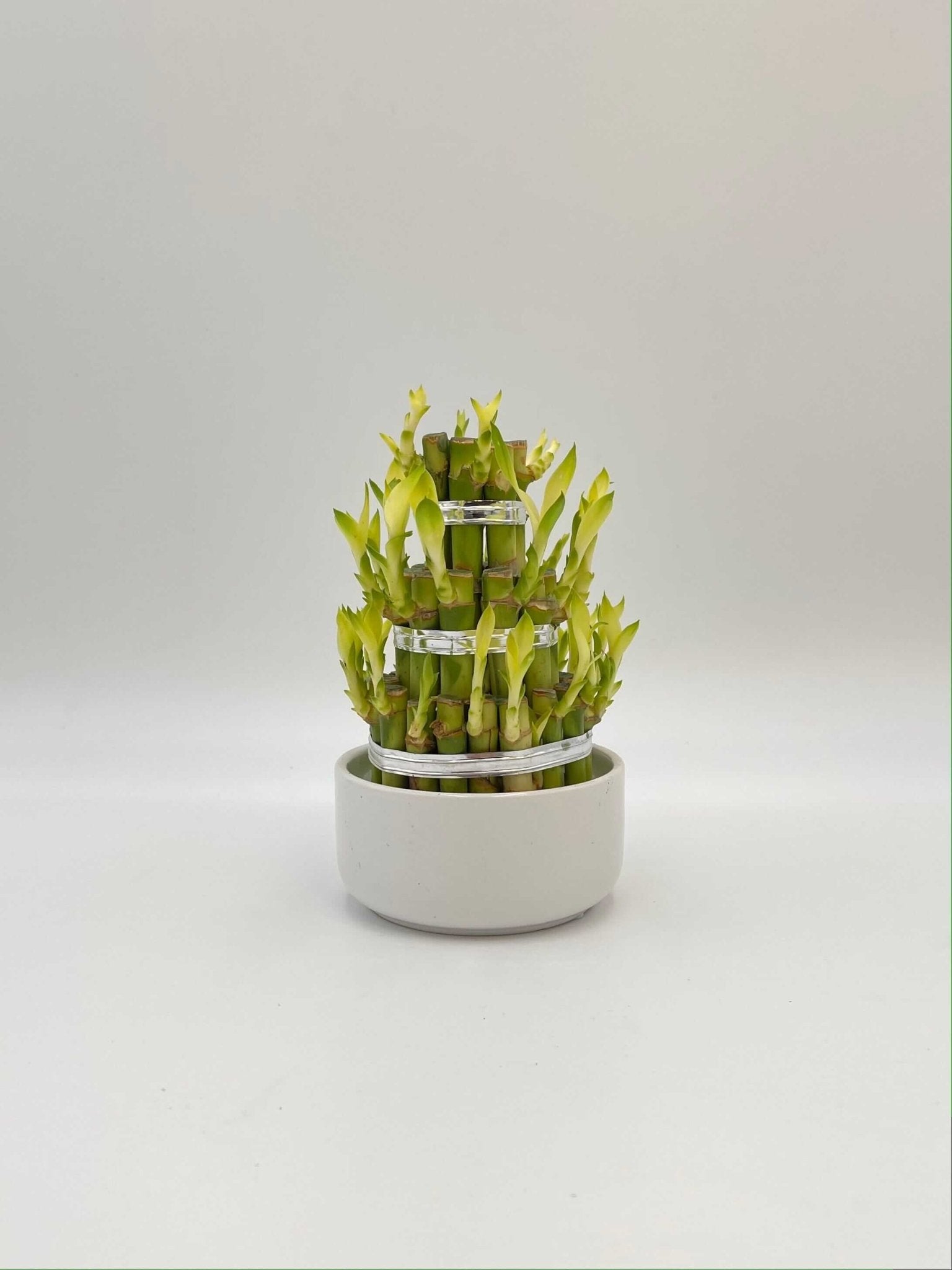 Dracaena Sanderiana, Water Bamboo Houseplant