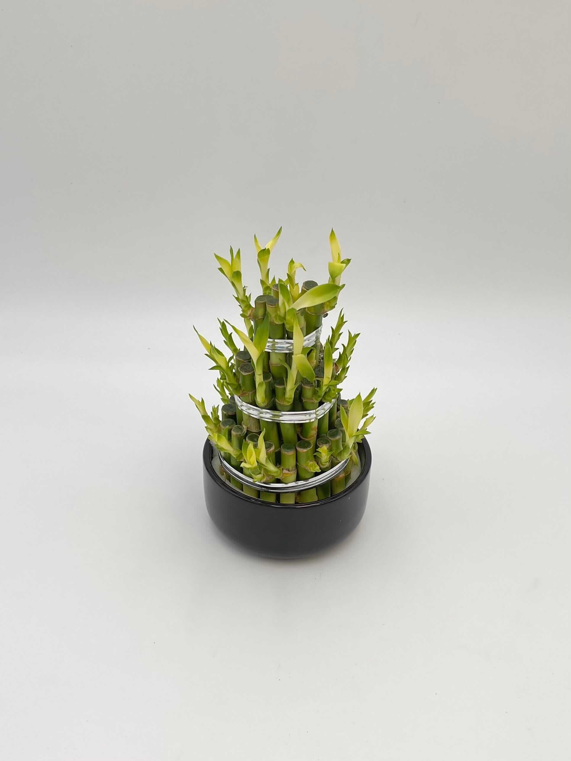 Dracaena Sanderiana, Water Bamboo Houseplant