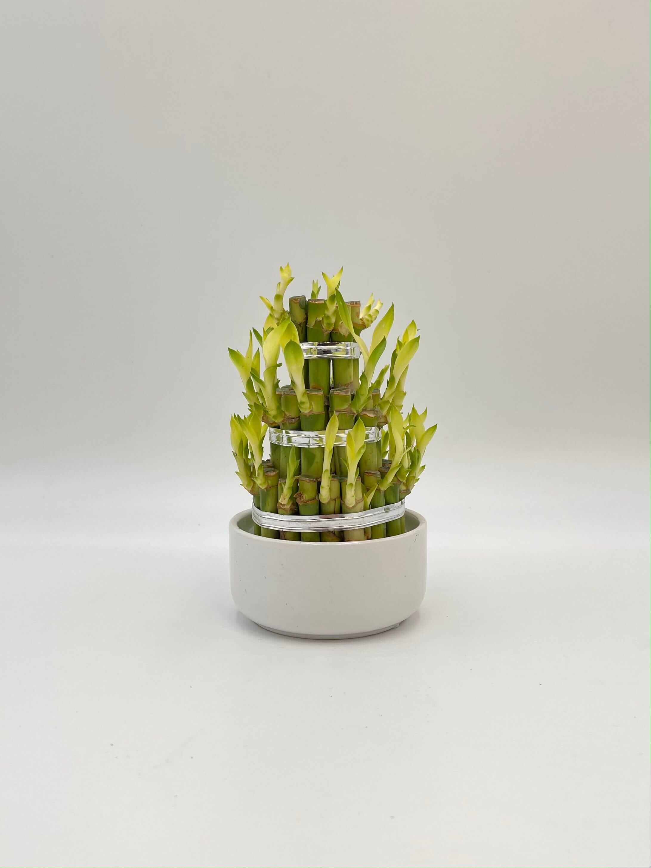 Dracaena Sanderiana, Water Bamboo Houseplant