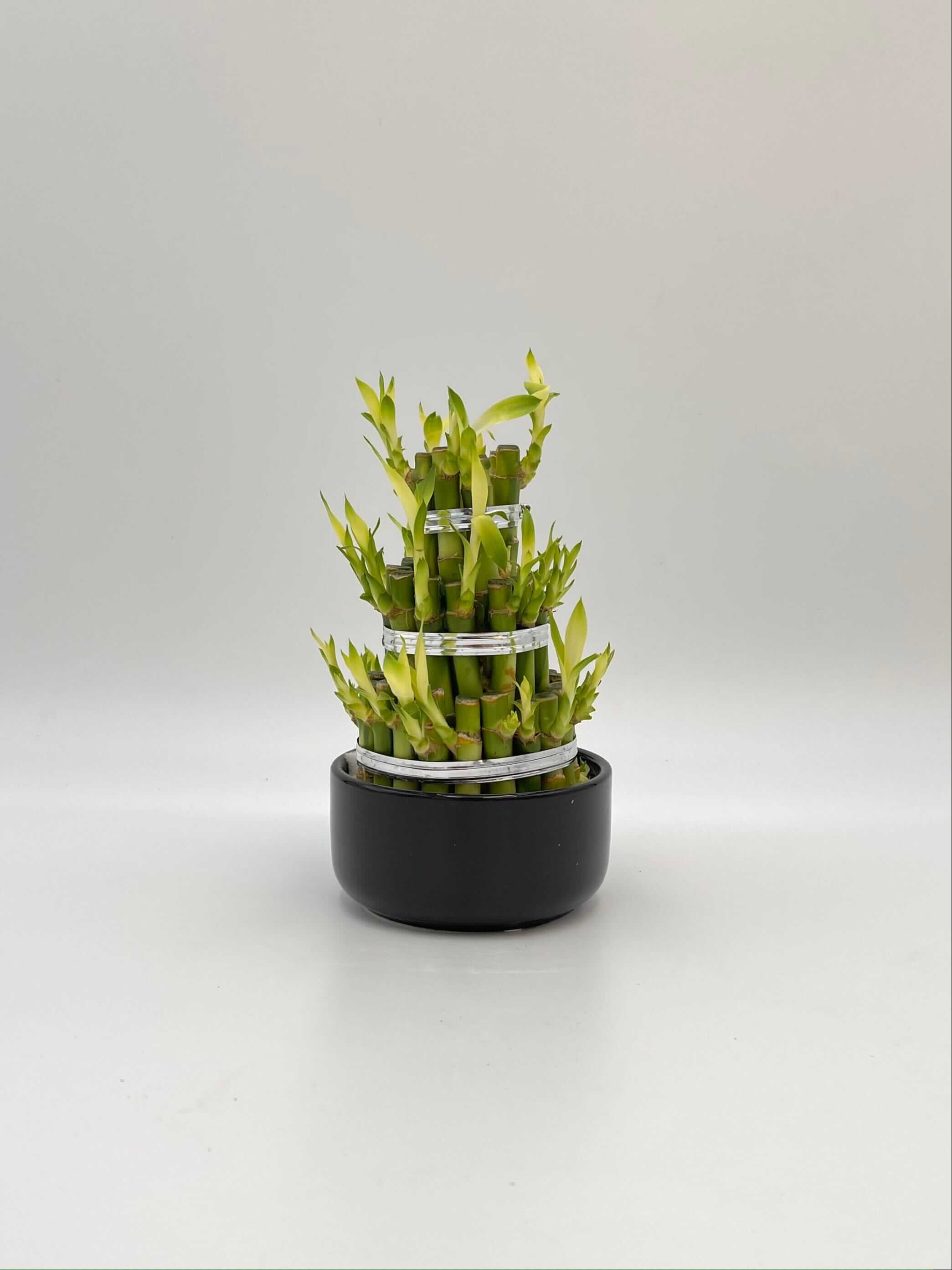 Dracaena Sanderiana, Water Bamboo Houseplant