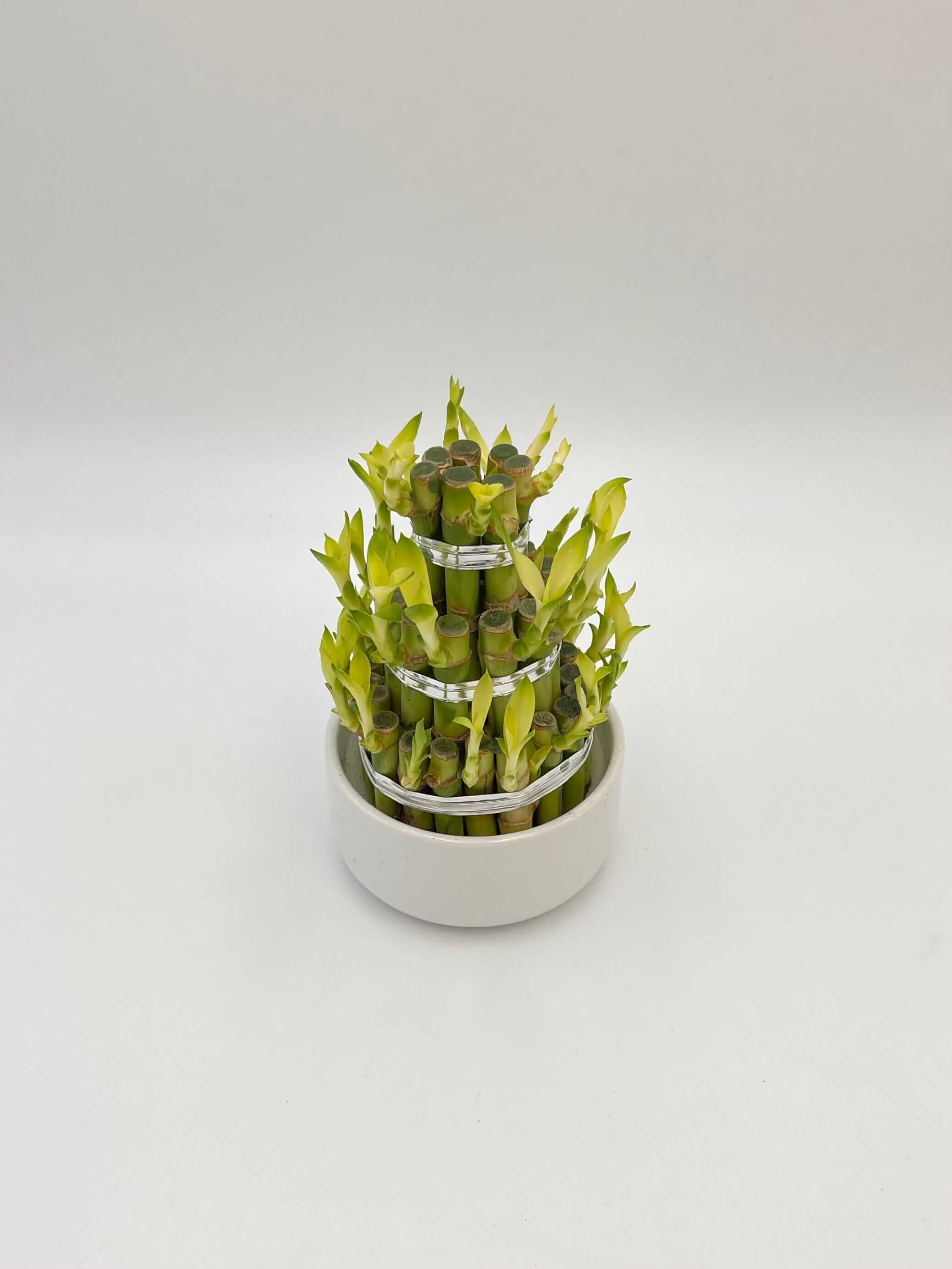 Dracaena Sanderiana, Water Bamboo Houseplant