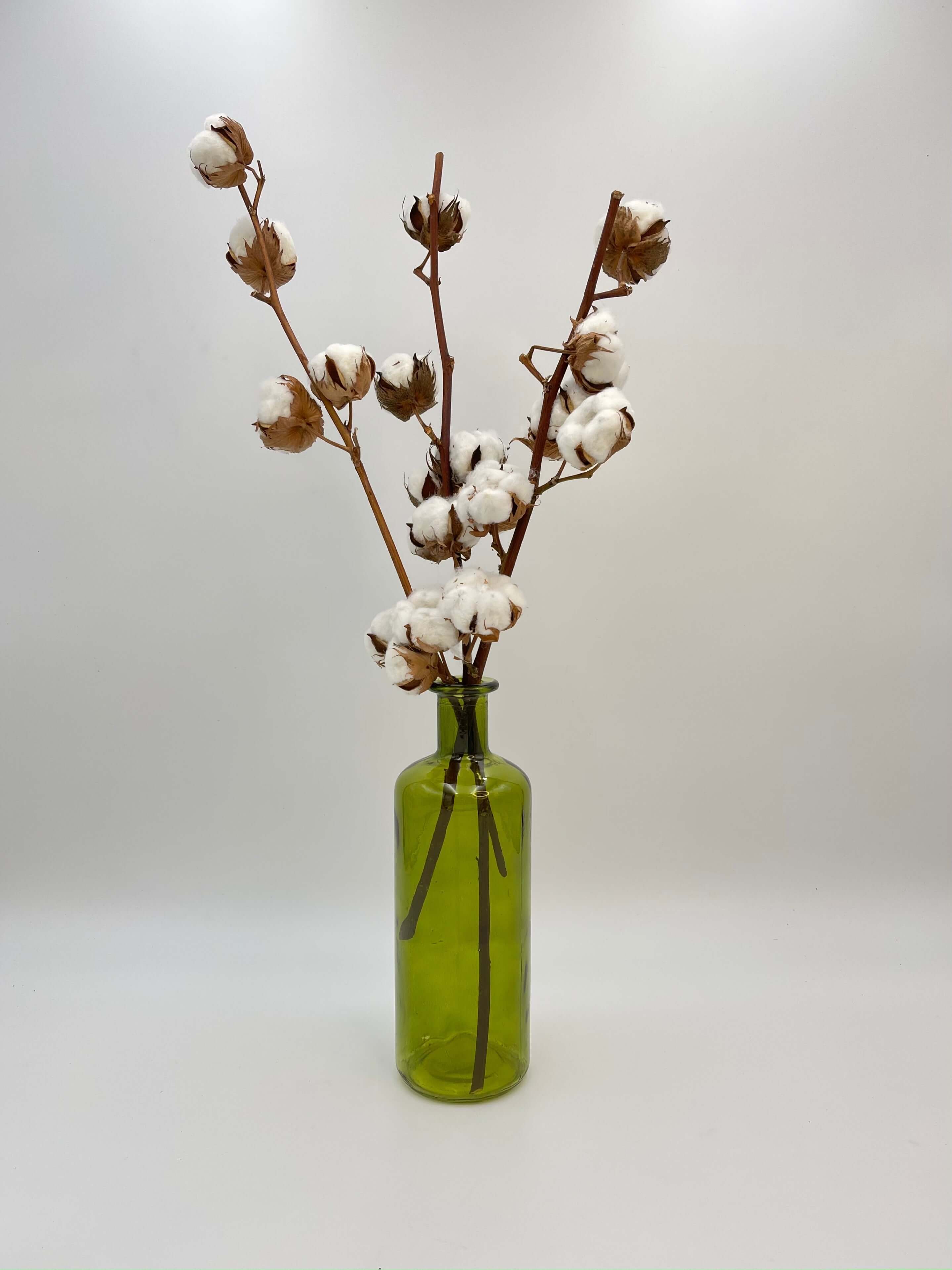 Dried Cotton Branches, Natural Colour