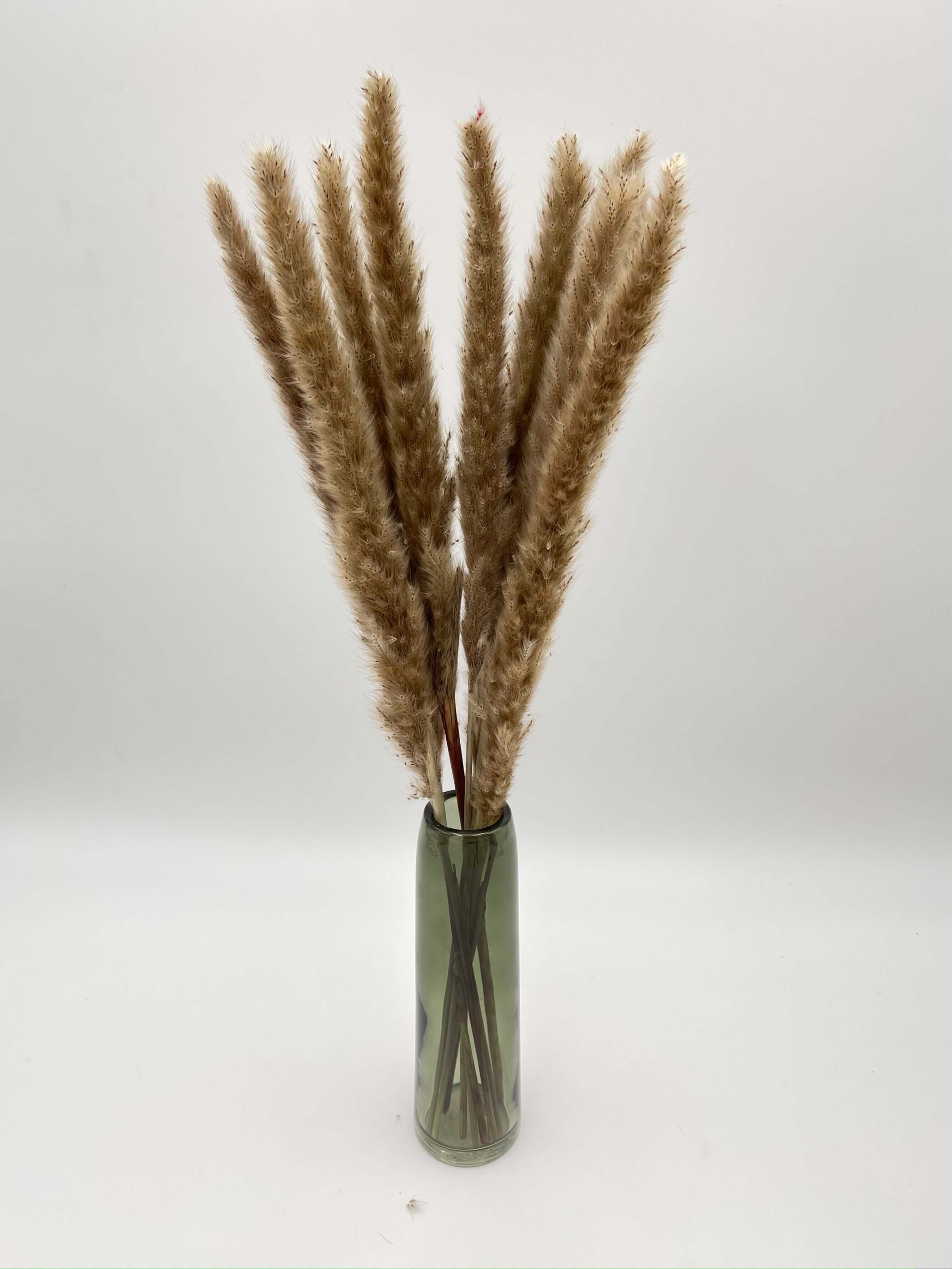 Dried Fluffy Pampas Grass, Natural Colour