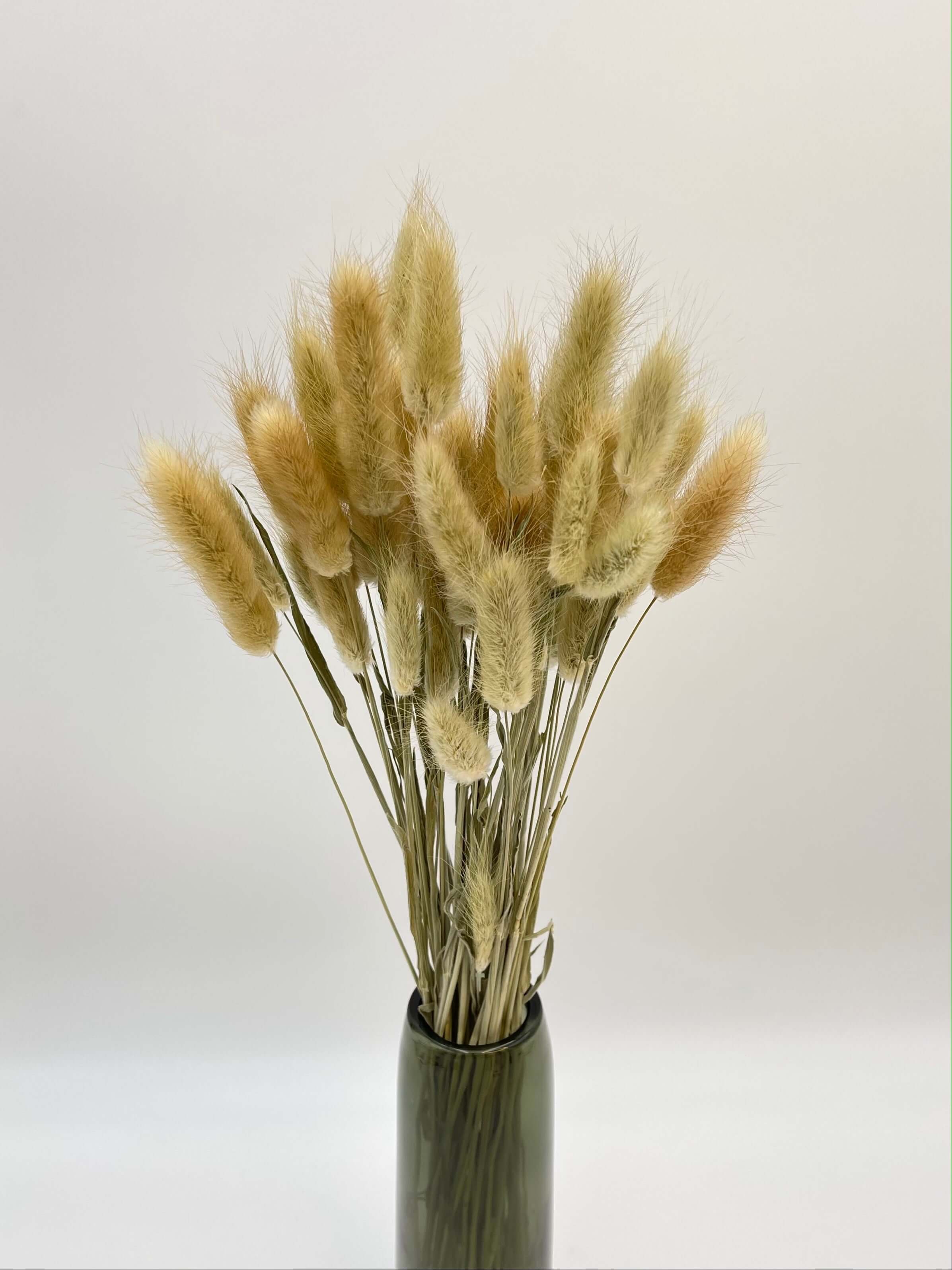 Dried Lagurus Grass, Natural Colour, Bunny Tail Grass