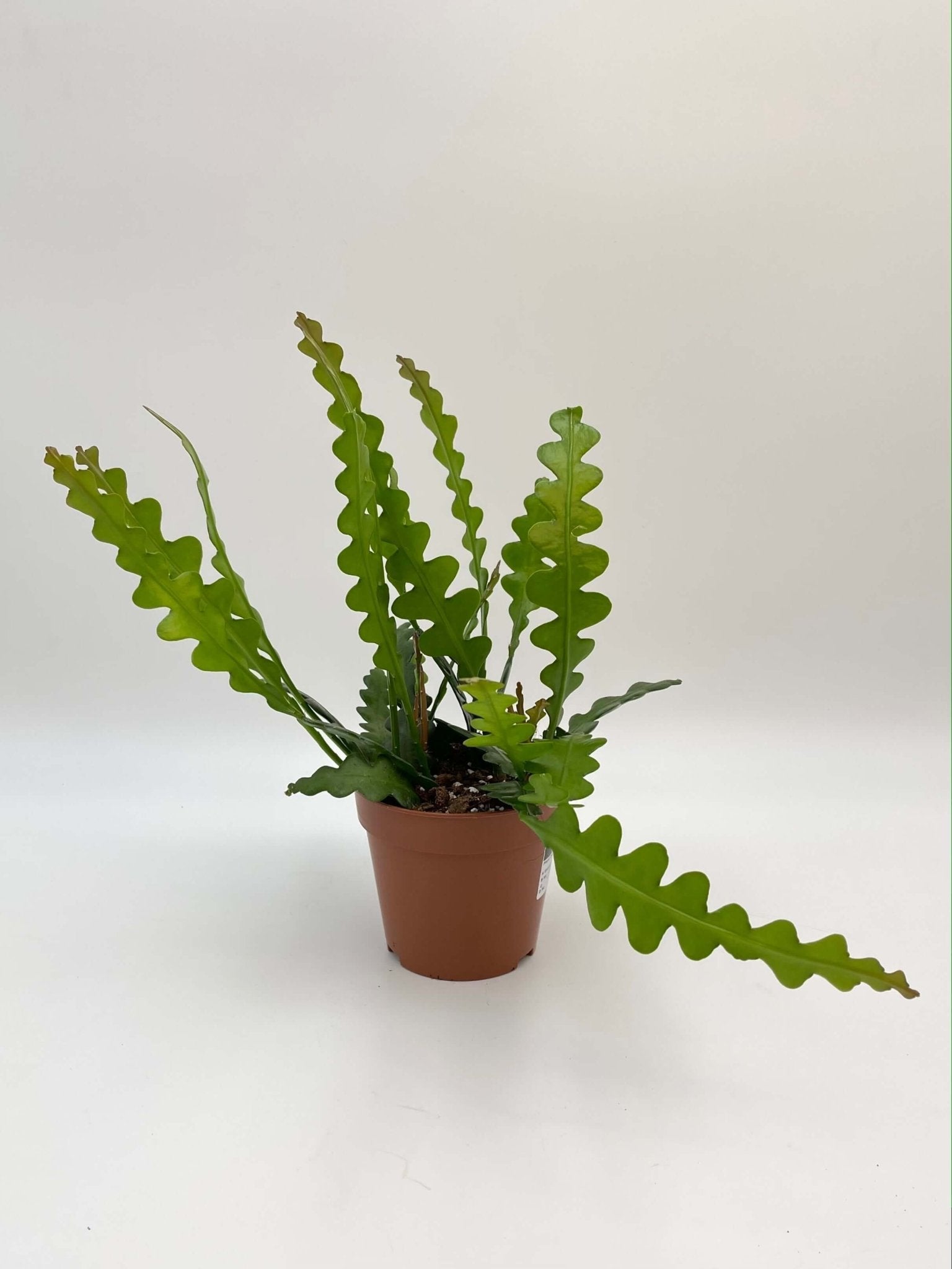 Epiphyllum Anguliger, Fishbone Cactus in Hanging Pot