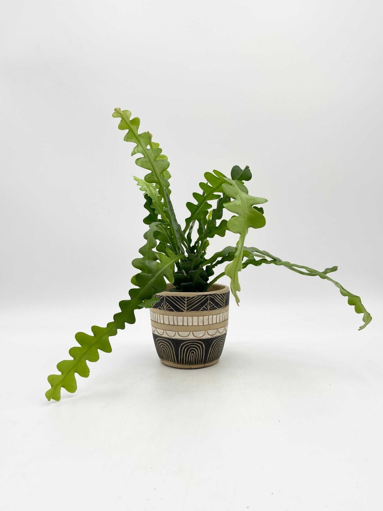 Epiphyllum Anguliger, Fishbone Cactus in Hanging Pot