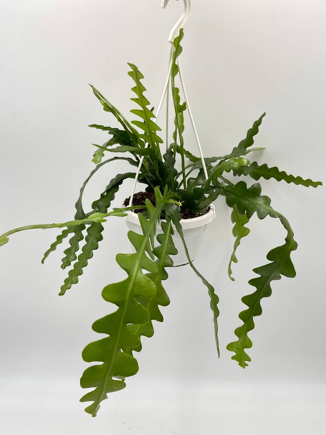 Epiphyllum Anguliger, Fishbone Cactus in Hanging Pot