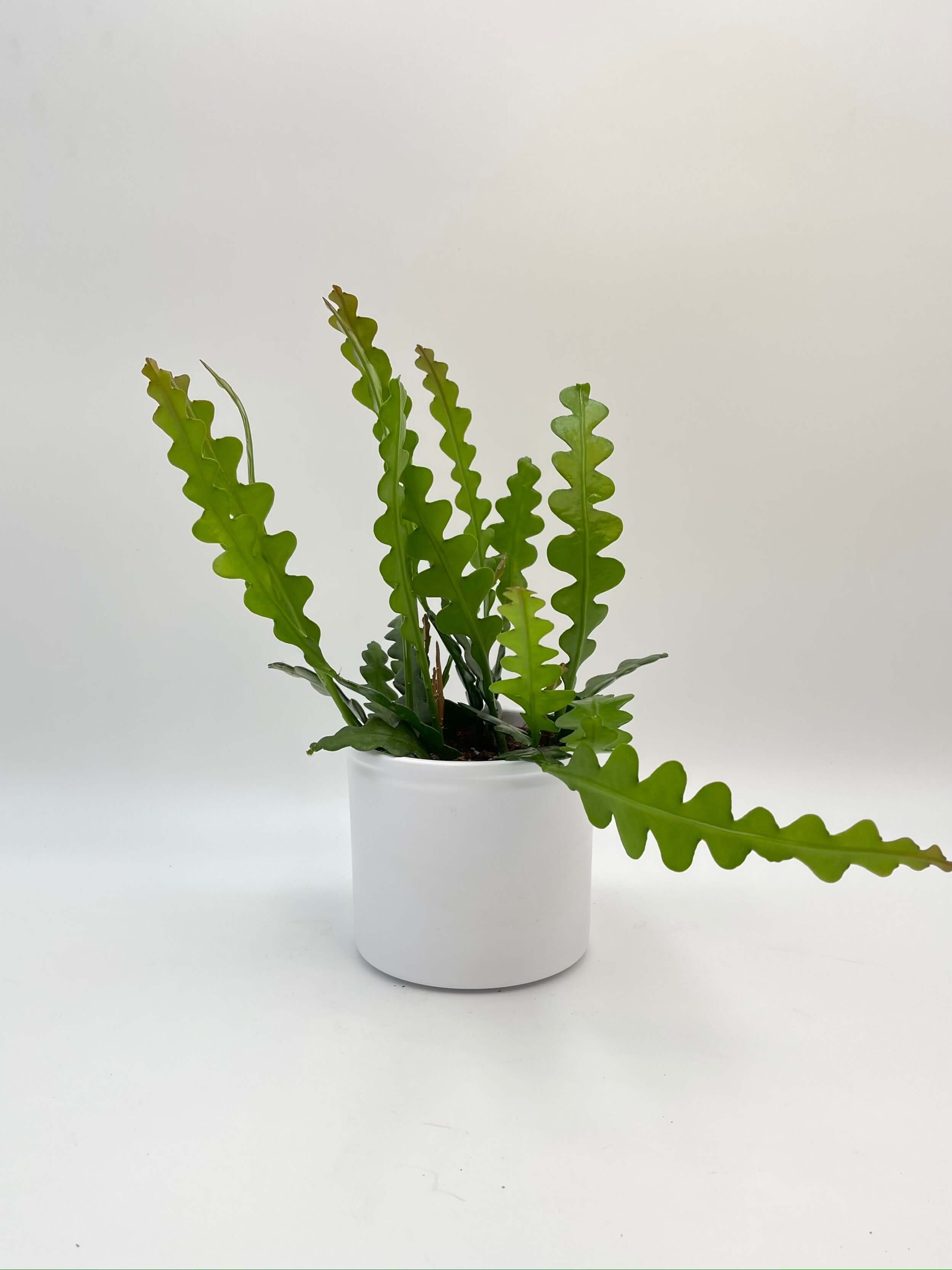 Epiphyllum Anguliger, Fishbone Cactus in Hanging Pot