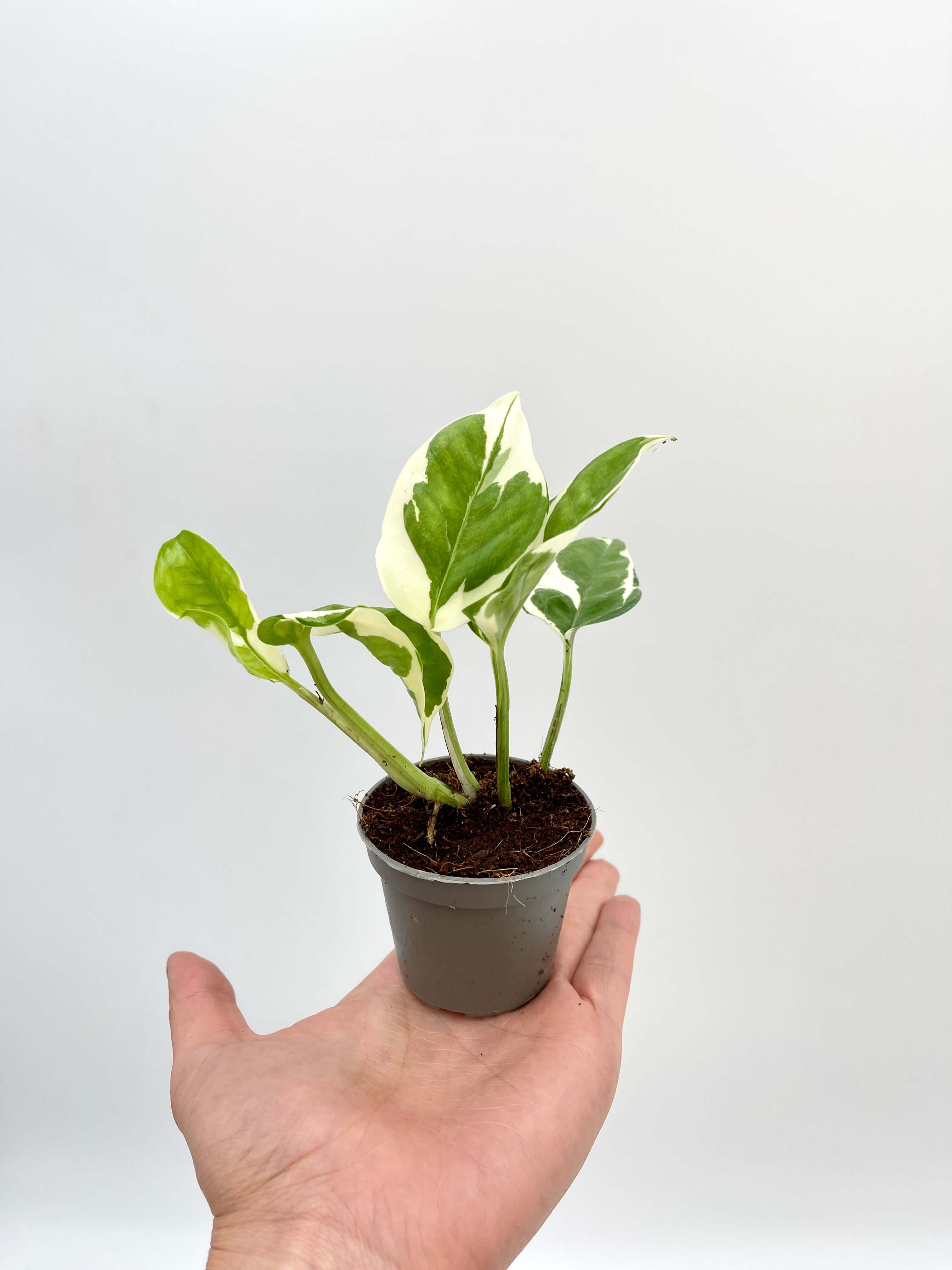 Epipremnum Aureum N'Joy Pothos