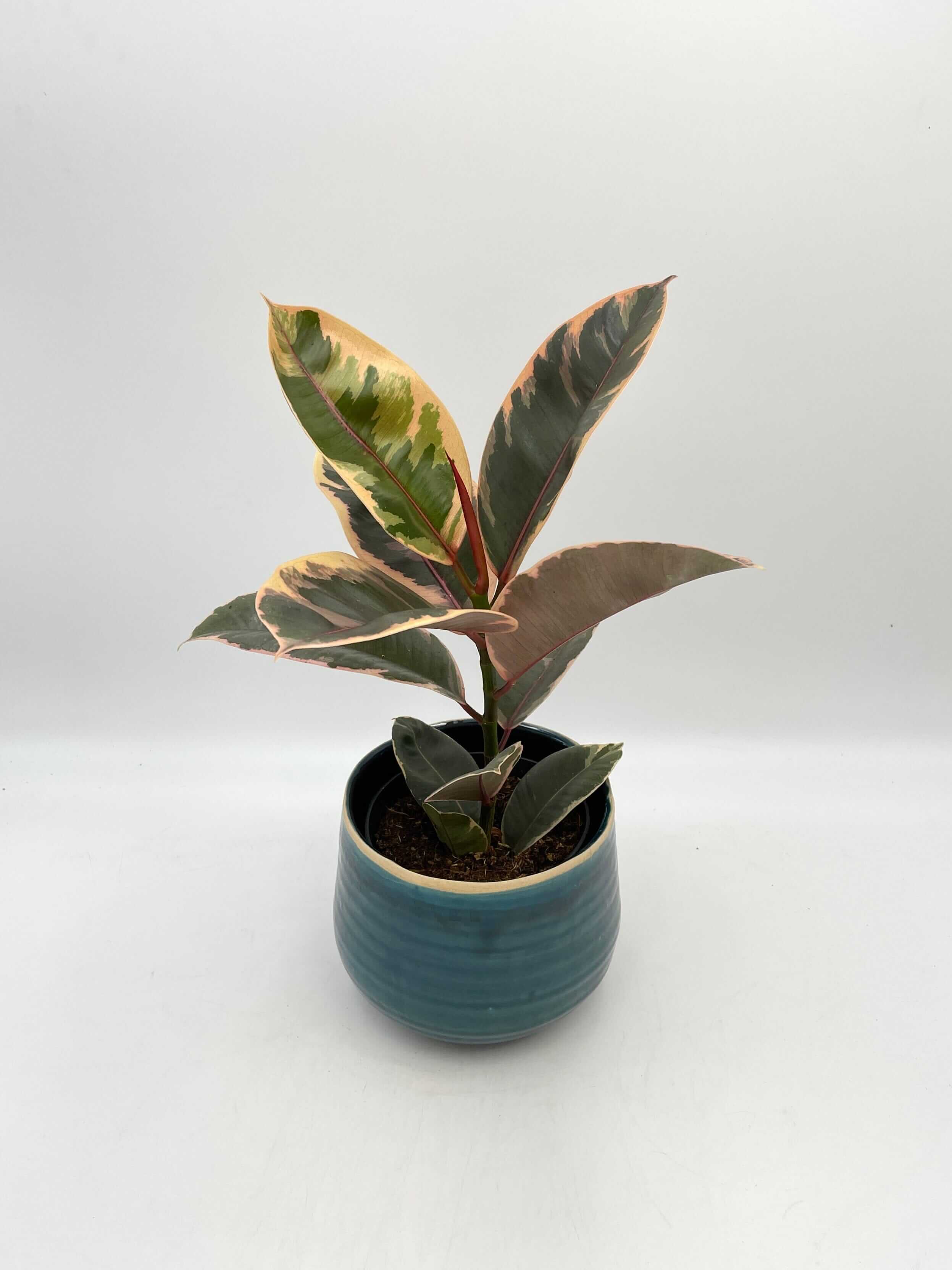 Ficus Elastica Belize, Rubber Plant, Houseplant
