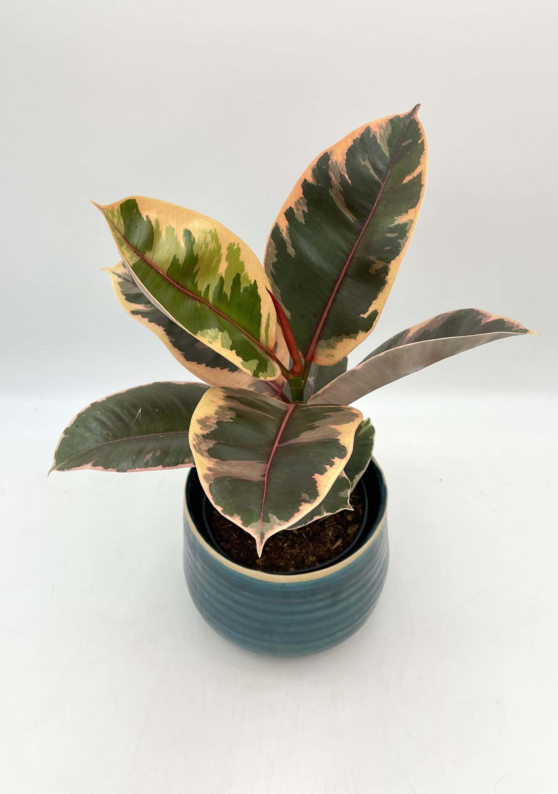 Ficus Elastica Belize, Rubber Plant, Houseplant