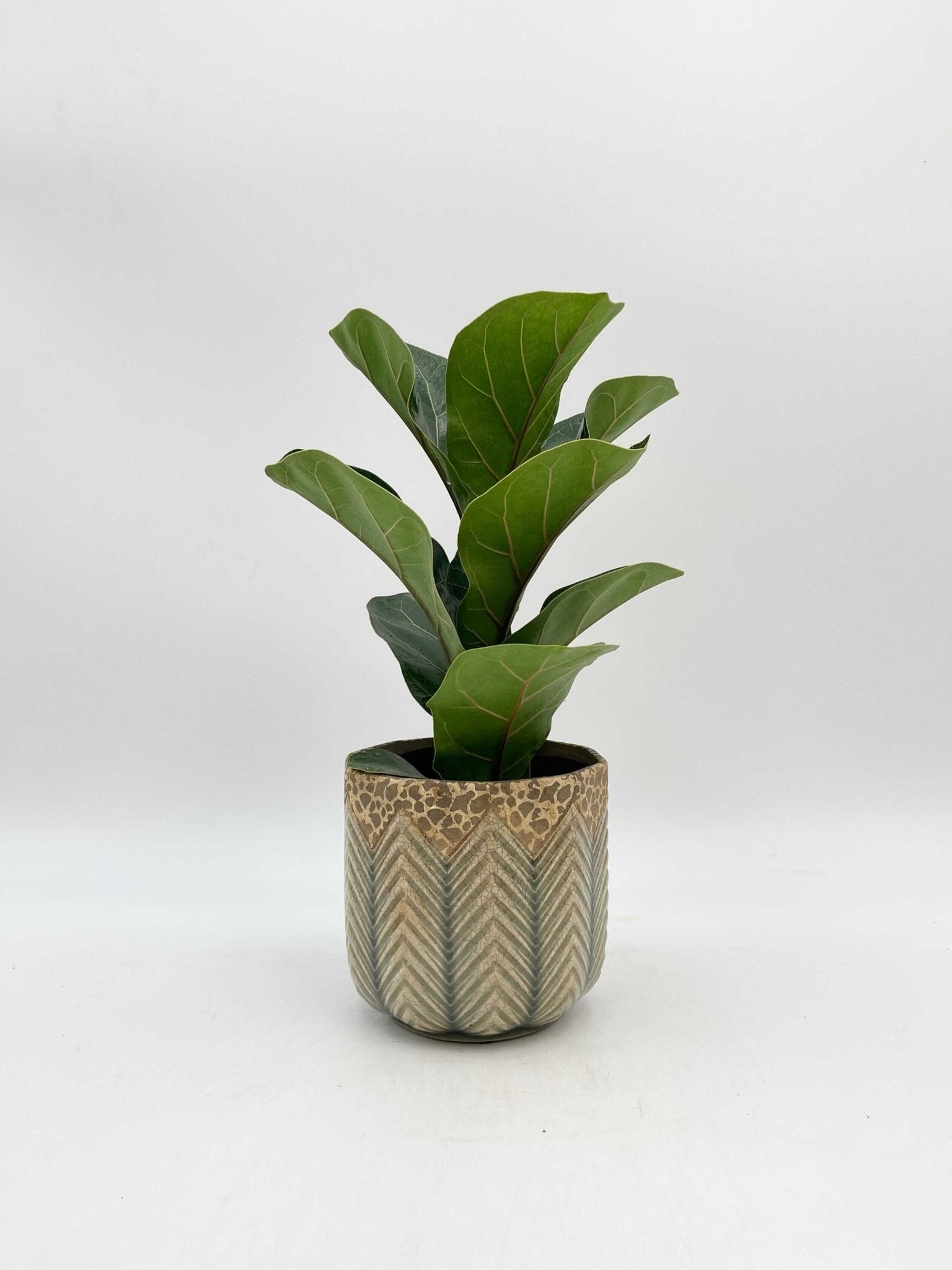 Fiddle-Leaf Fig, Ficus Lyrata, Large Leaf Indoor Tree in Multiple Sizes