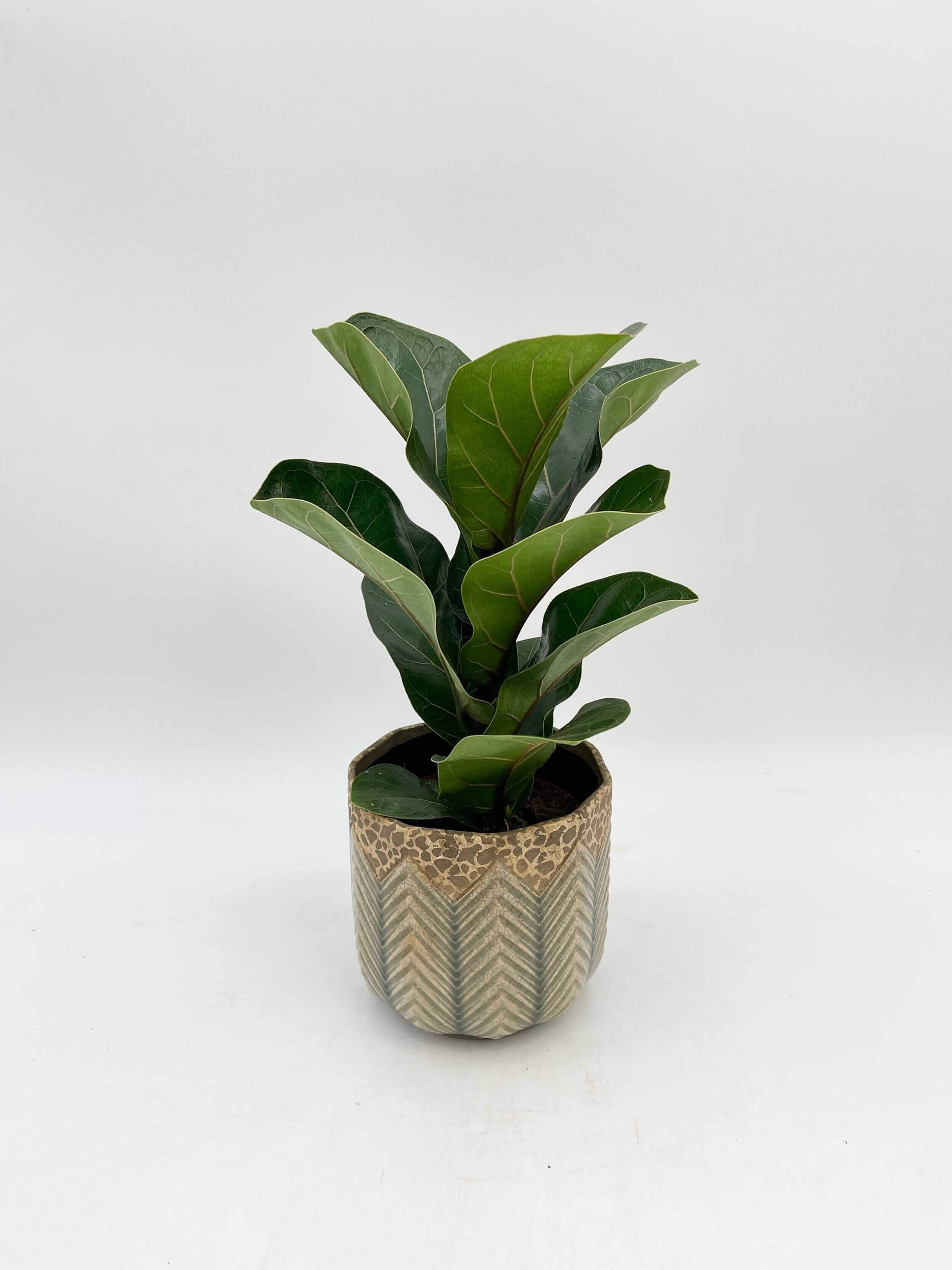 Fiddle-Leaf Fig, Ficus Lyrata, Large Leaf Indoor Tree in Multiple Sizes