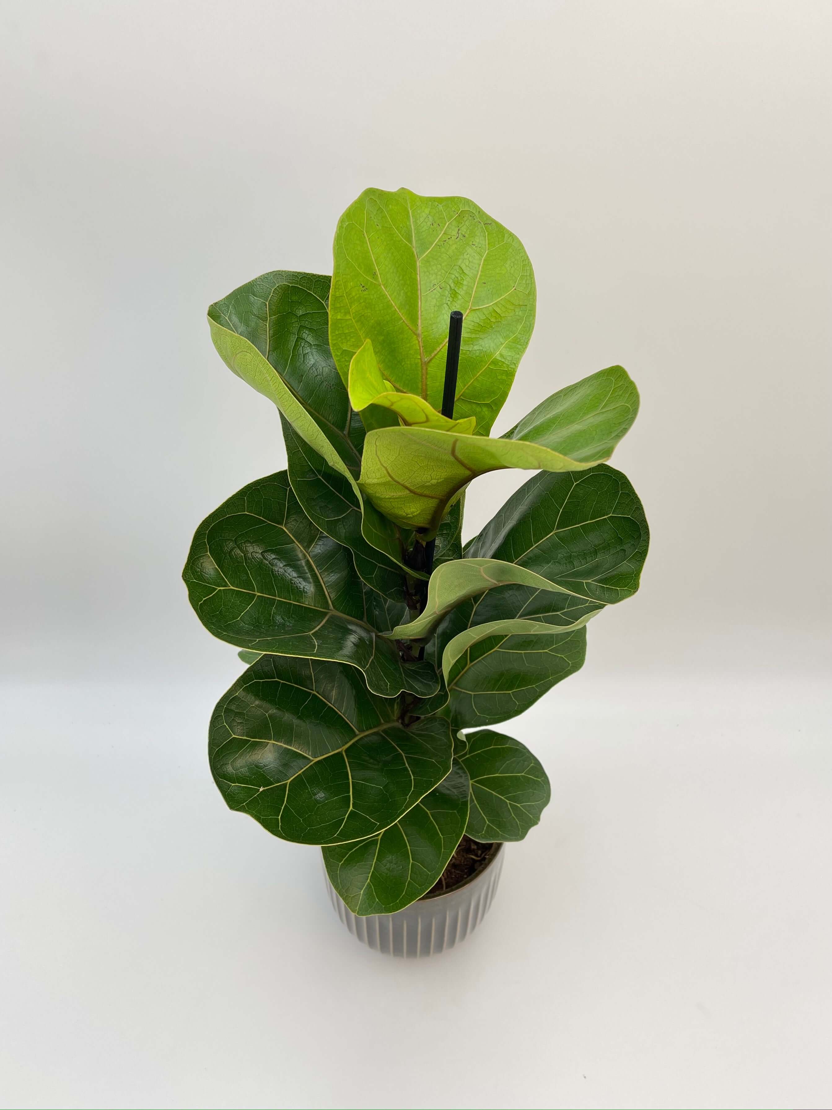 Fiddle-Leaf Fig, Ficus Lyrata, Large Leaf Indoor Tree in Multiple Sizes
