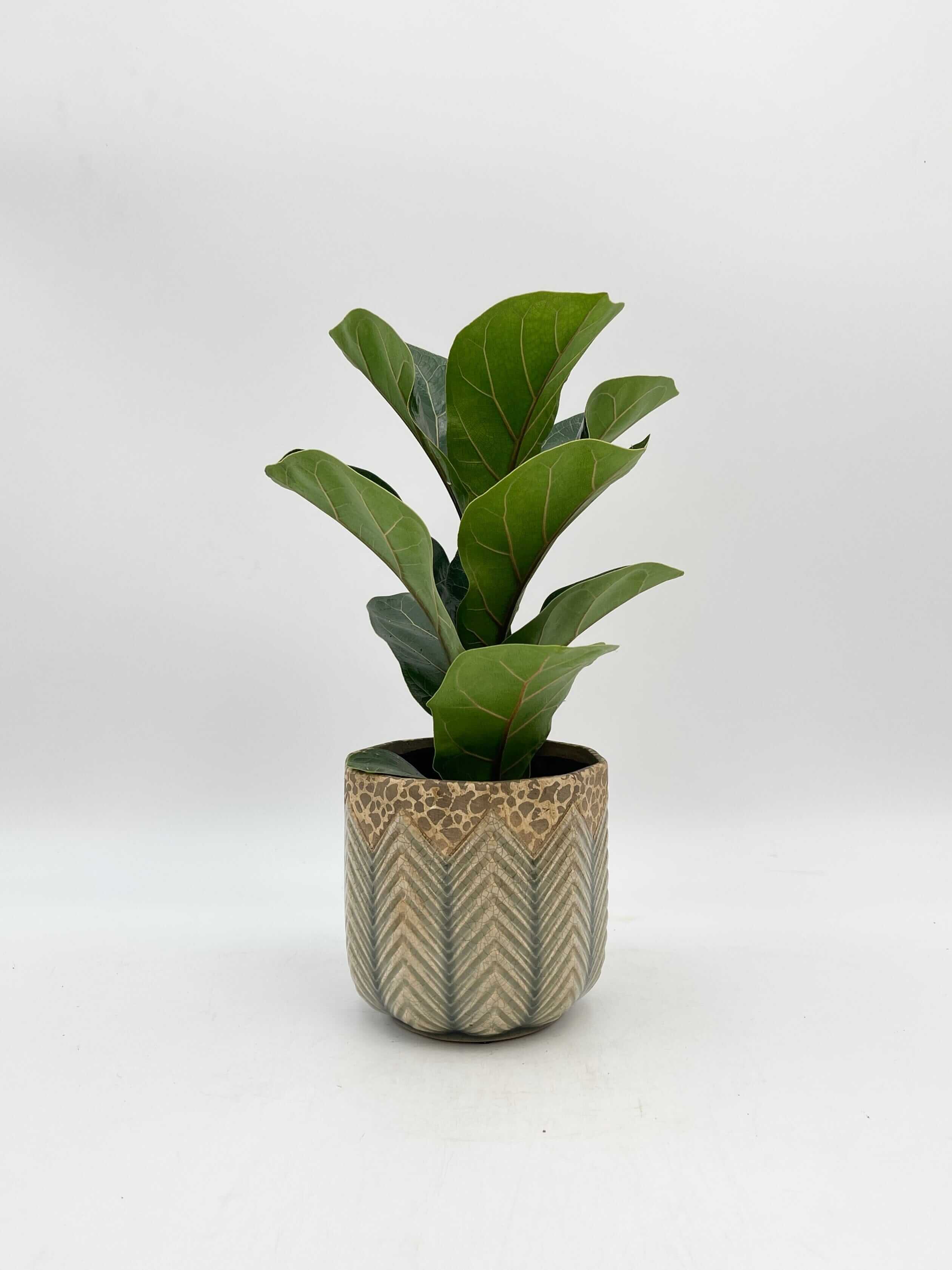 Fiddle-Leaf Fig, Ficus Lyrata, Large Leaf Indoor Tree in Multiple Sizes