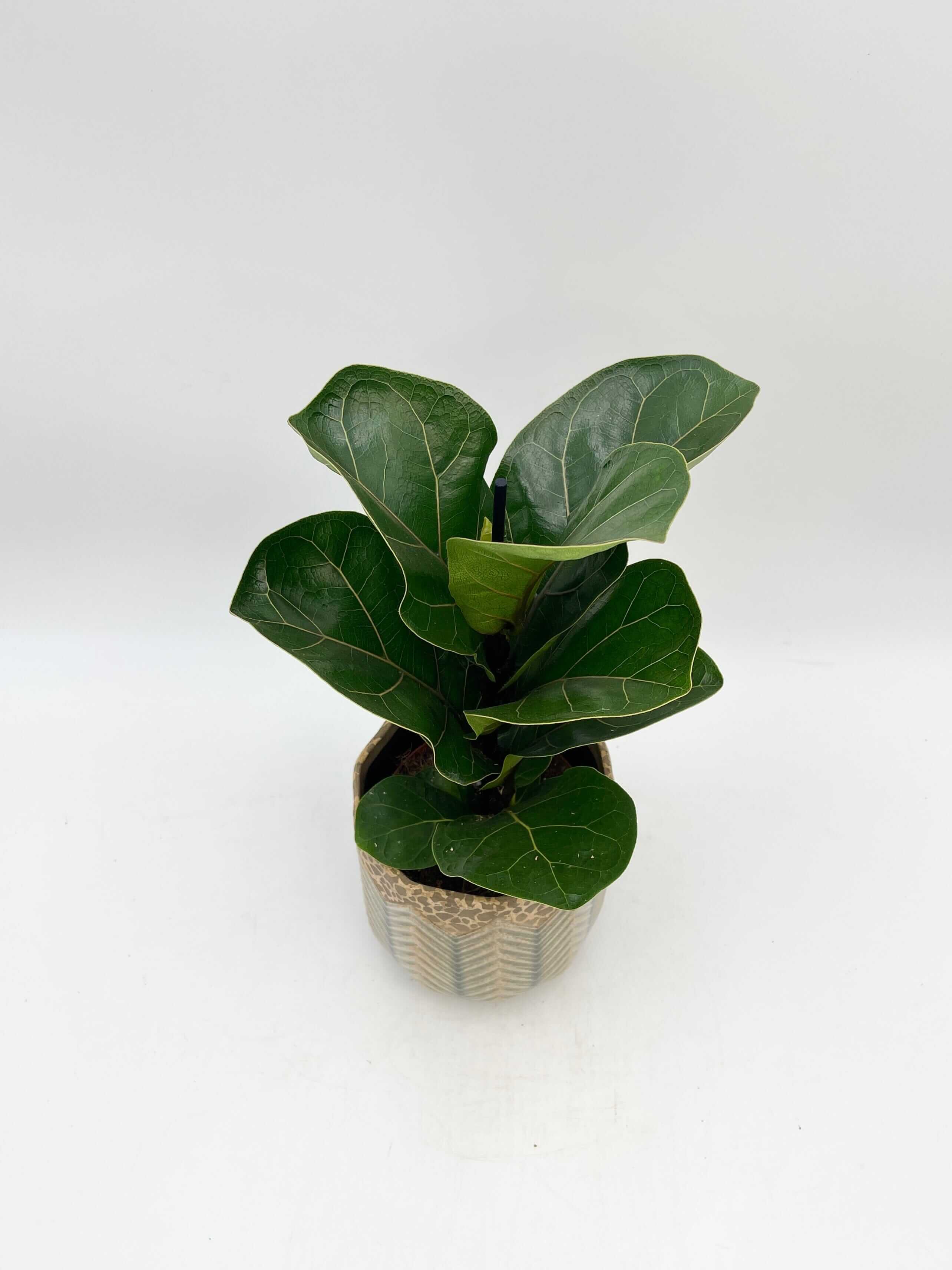 Fiddle-Leaf Fig, Ficus Lyrata, Large Leaf Indoor Tree in Multiple Sizes