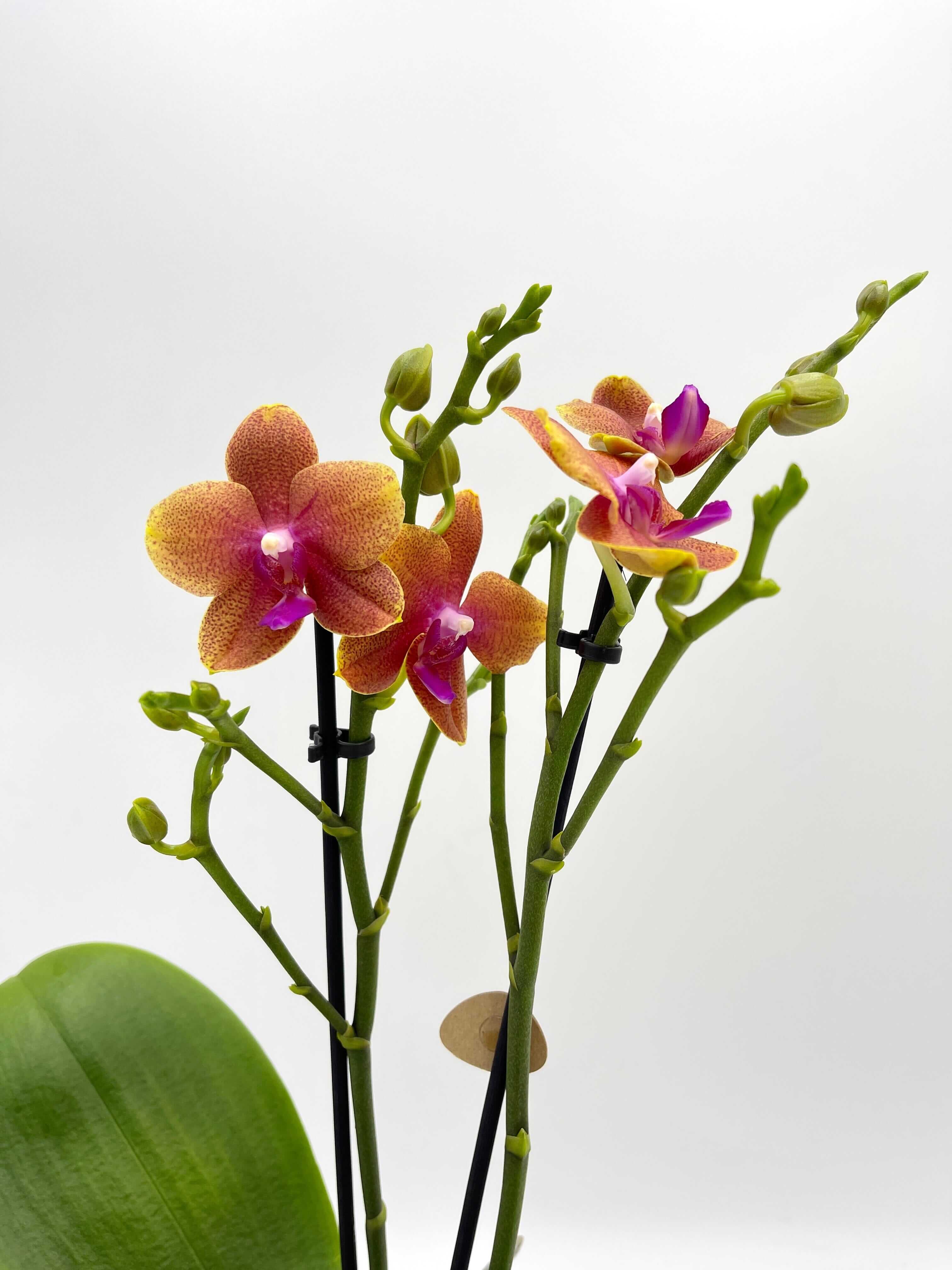 Fragrant Orchid Phalaenopsis Bolgheri in Fabio Metal Pot