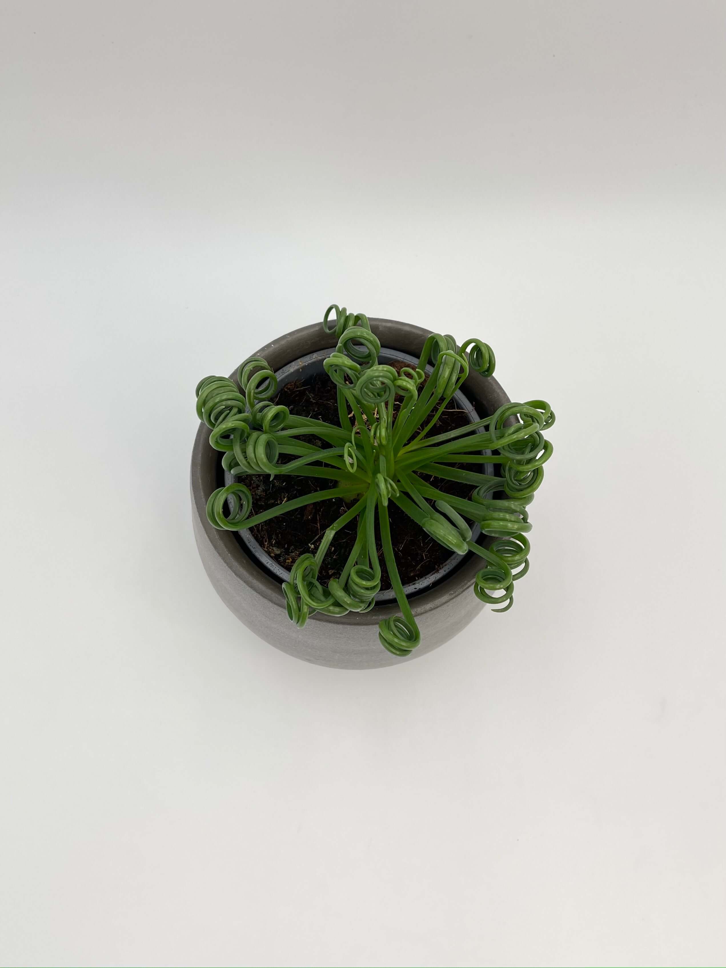 Frizzle Sizzle Plant, Albuca Spiralis