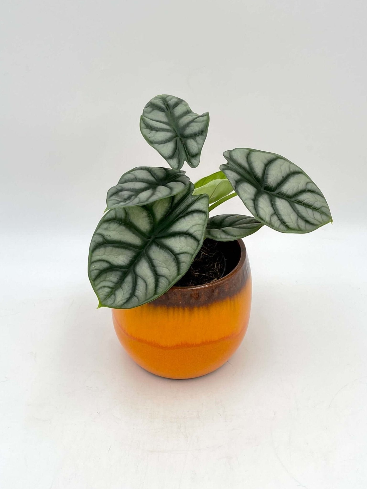 Gift Plant, Alocasia Silver Dragon in Orange Ceramic Pot
