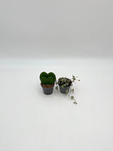 Houseplant Bundle, Double Leaf Hoya Kerrii & Ceropegia Woodii, 6cm Pot