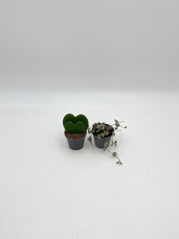 Houseplant Bundle, Double Leaf Hoya Kerrii & Ceropegia Woodii, 6cm Pot