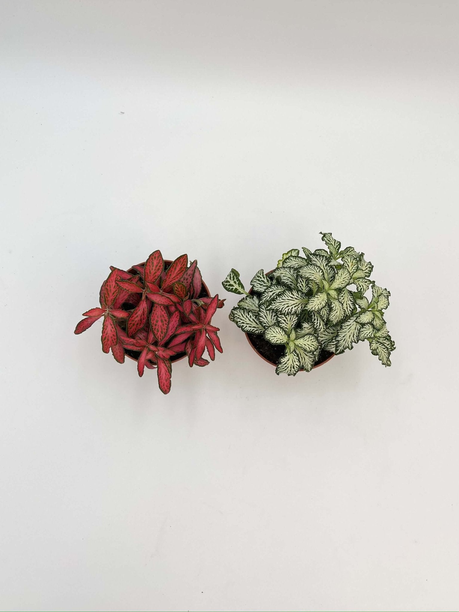 Houseplant Bundle, Green & Red Fittonia, Nerve Plant