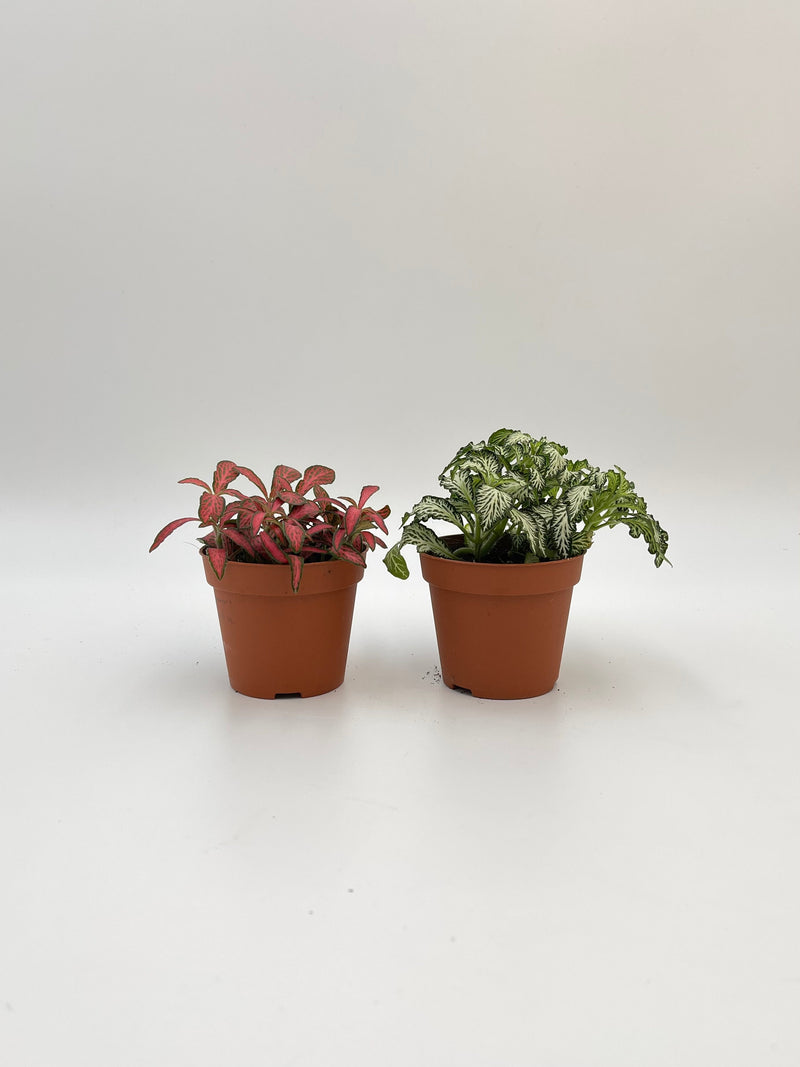 Houseplant Bundle, Green & Red Fittonia, Nerve Plant