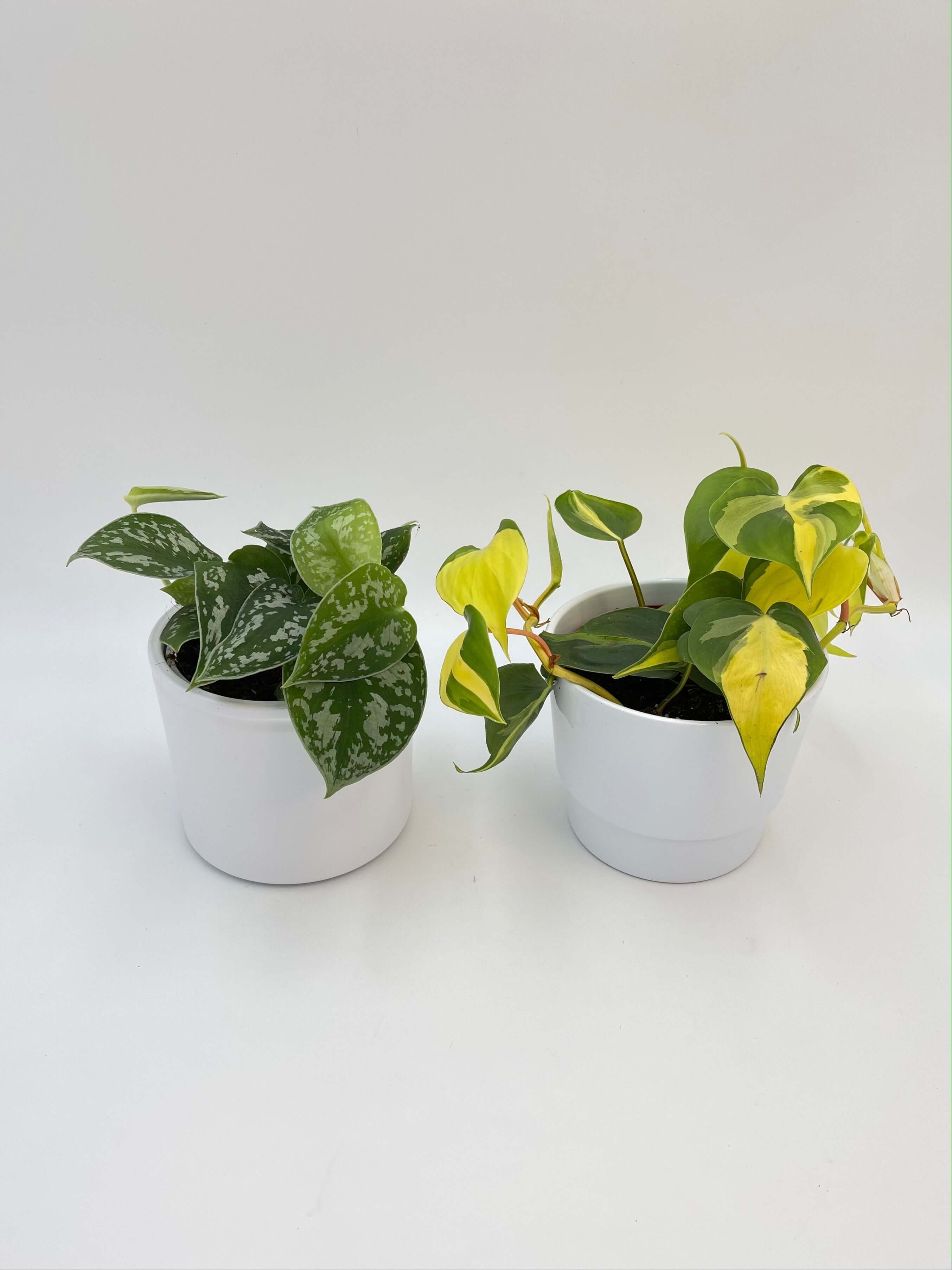 Houseplant Bundle, Philodendron Brasil & Scindapsus pictus 'Argyraeus