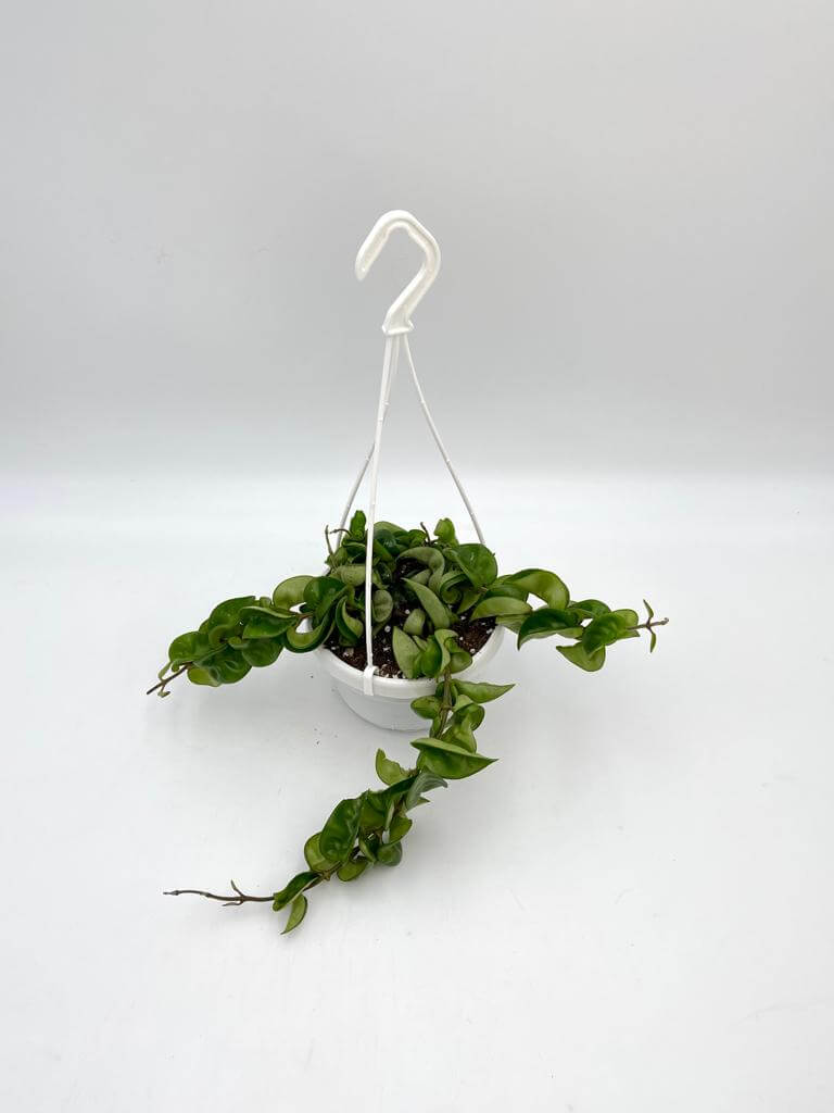 Hoya Carnosa Compacta, Hindu Rope Plant, 14cm Hanging Pot