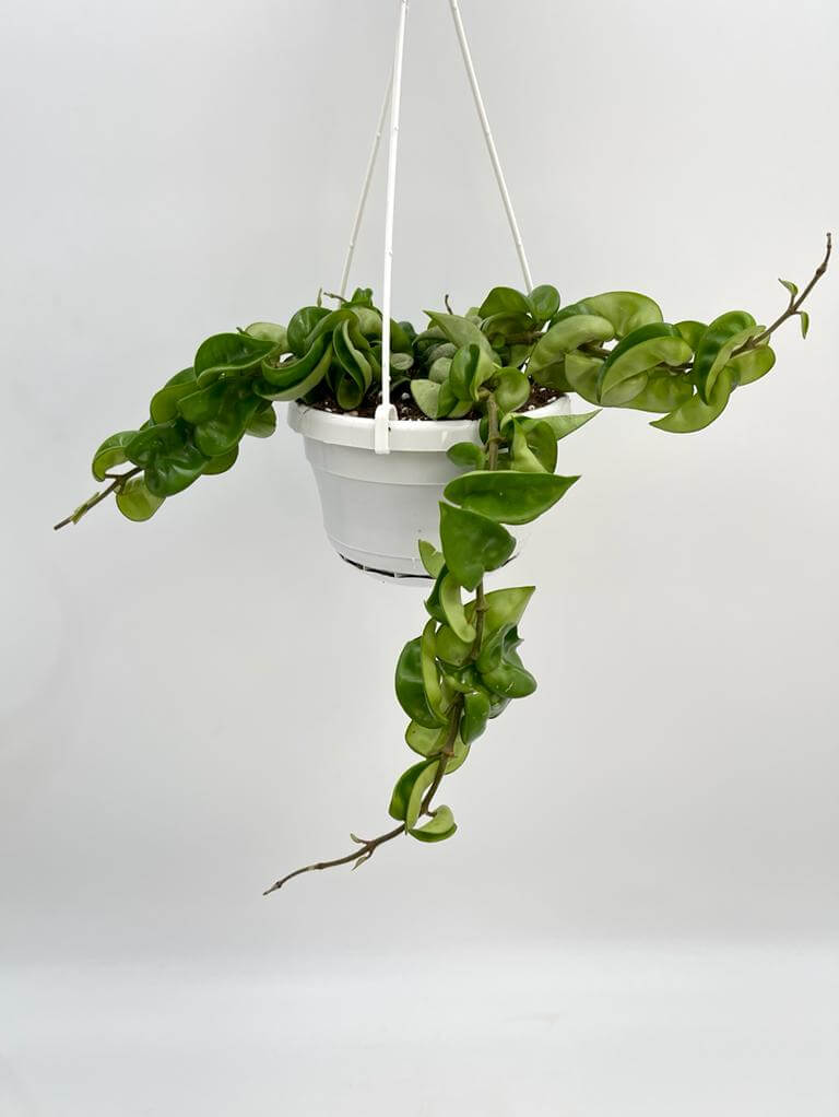 Hoya Carnosa Compacta, Hindu Rope Plant, 14cm Hanging Pot