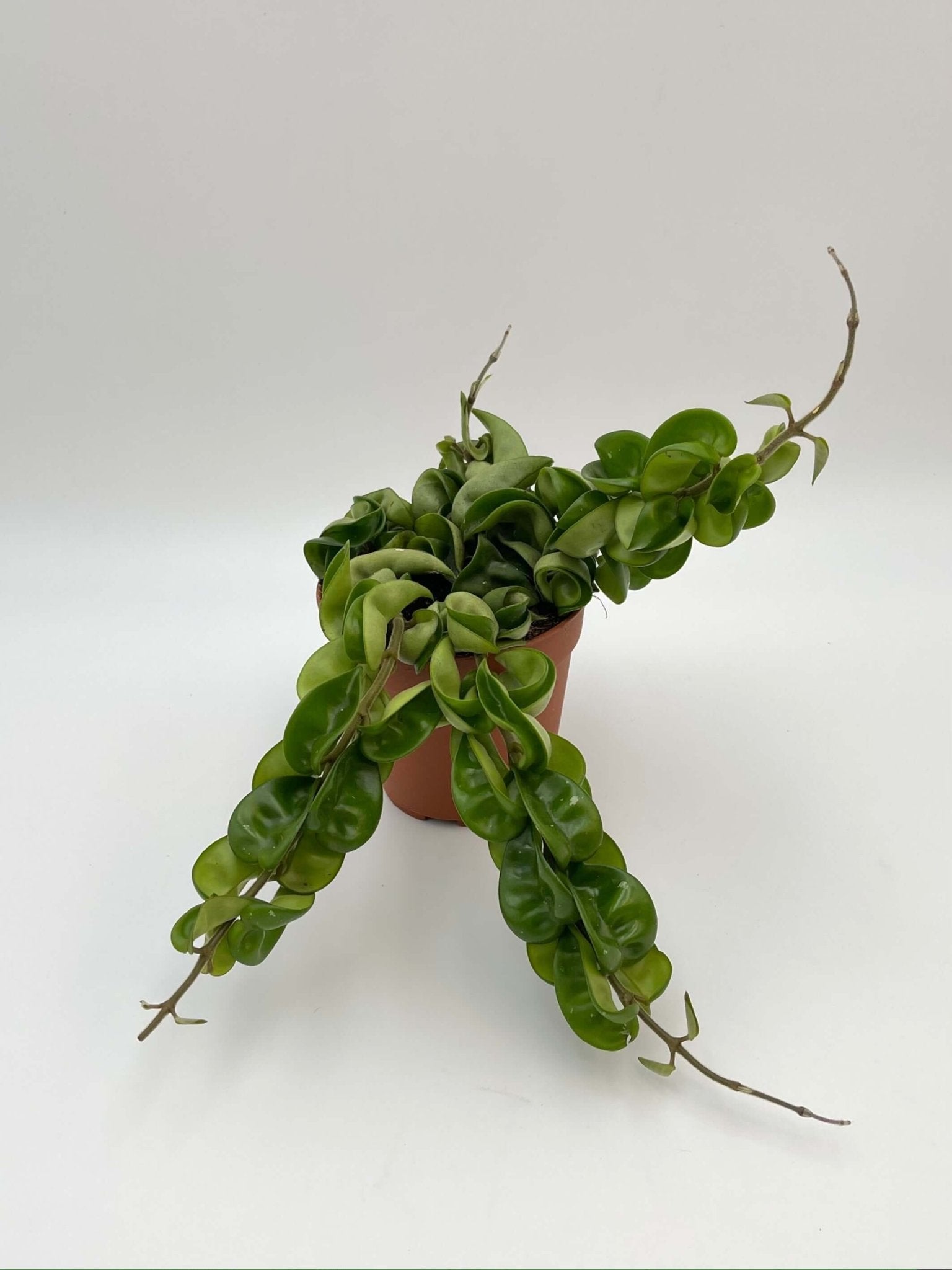 Hoya Carnosa Compacta, Hindu Rope Plant