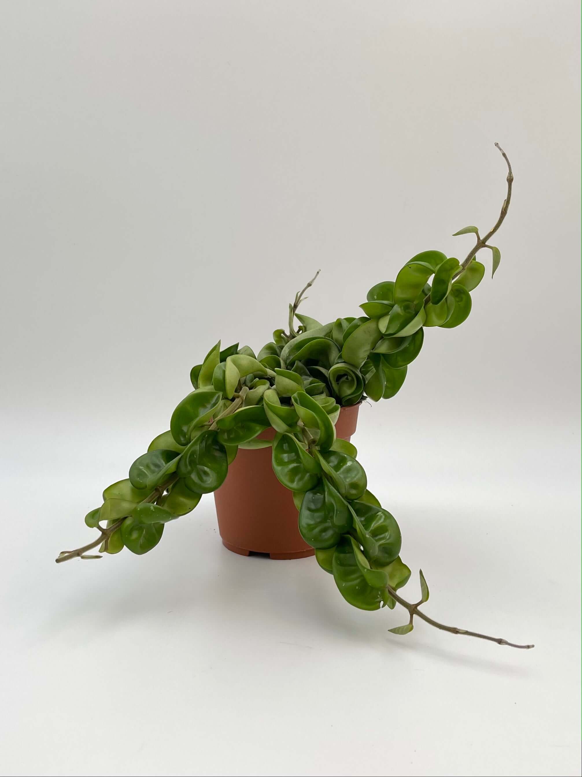 Hoya Carnosa Compacta, Hindu Rope Plant