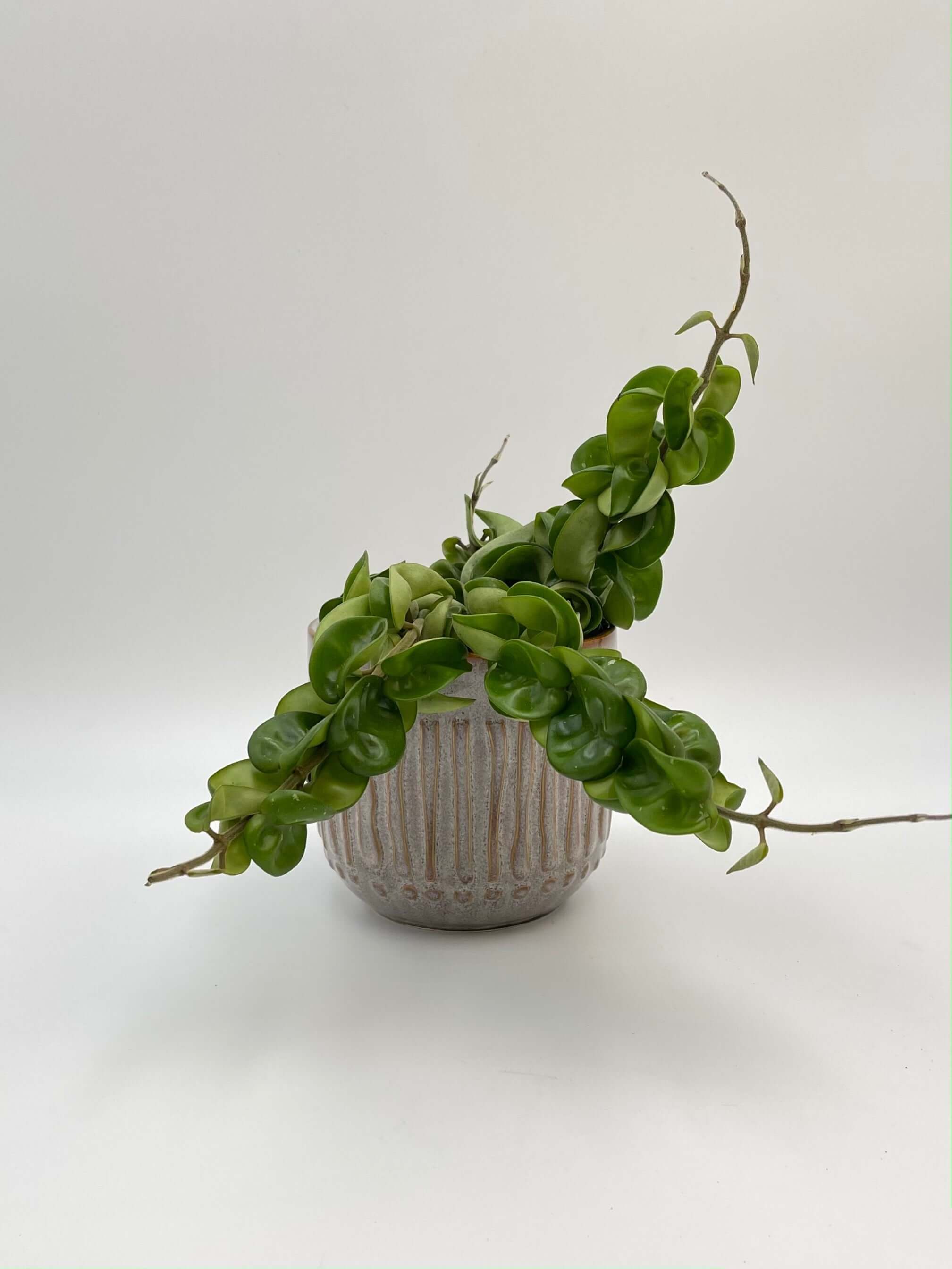 Hoya Carnosa Compacta, Hindu Rope Plant