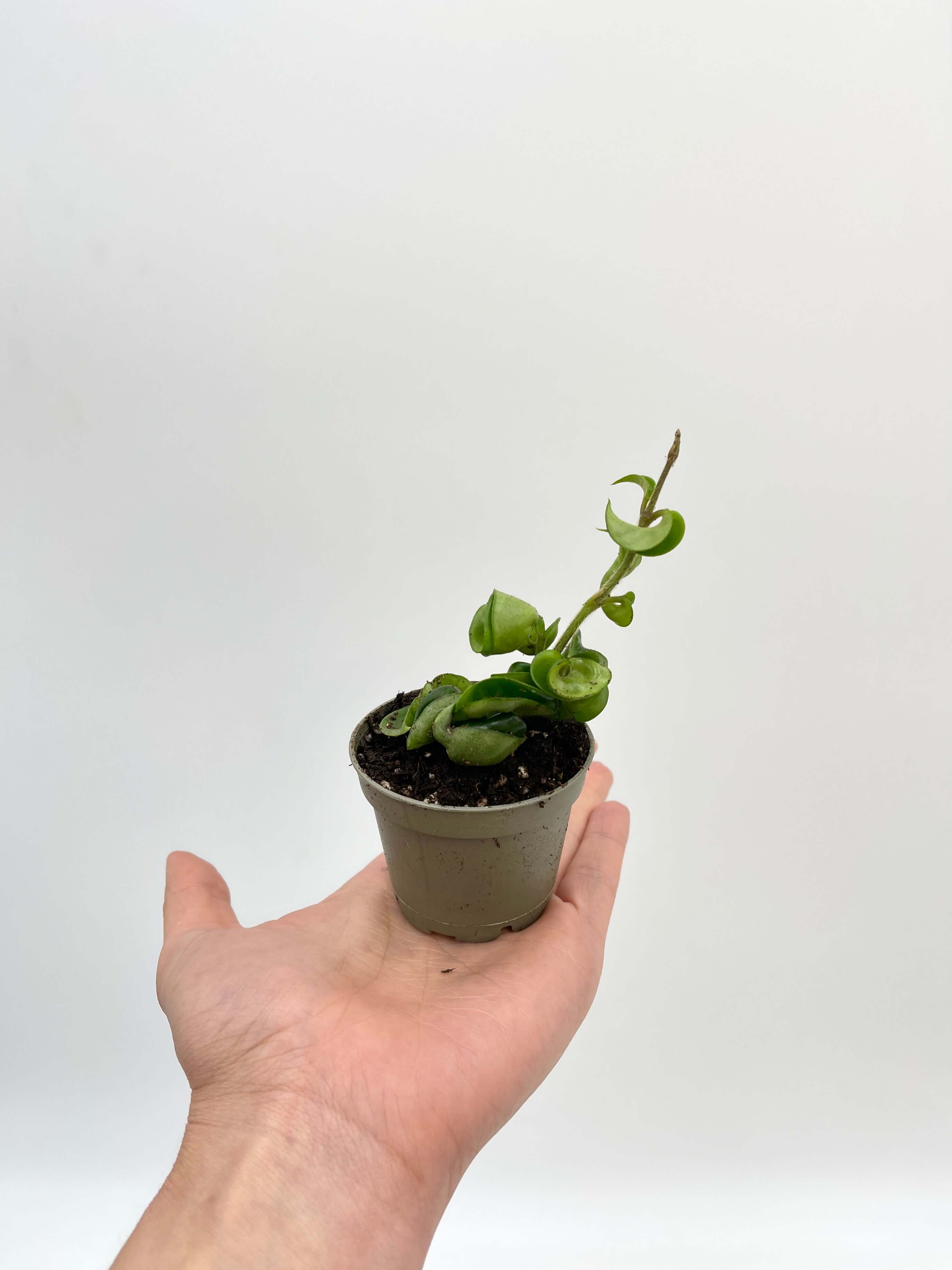 Hoya Carnosa Compacta, Hindu Rope Plant
