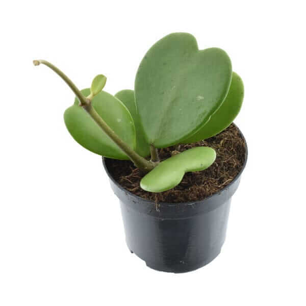 Hoya kerrii, Vined, Wax House Plant in 10.5cm Nursery Pot, Pet Safe Plant