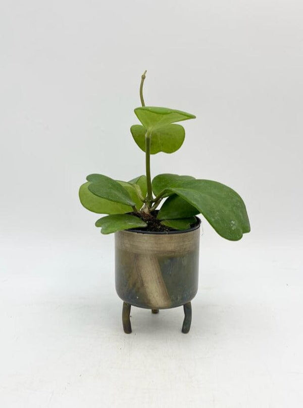 Hoya kerrii, Vined, Wax House Plant in 10.5cm Pot