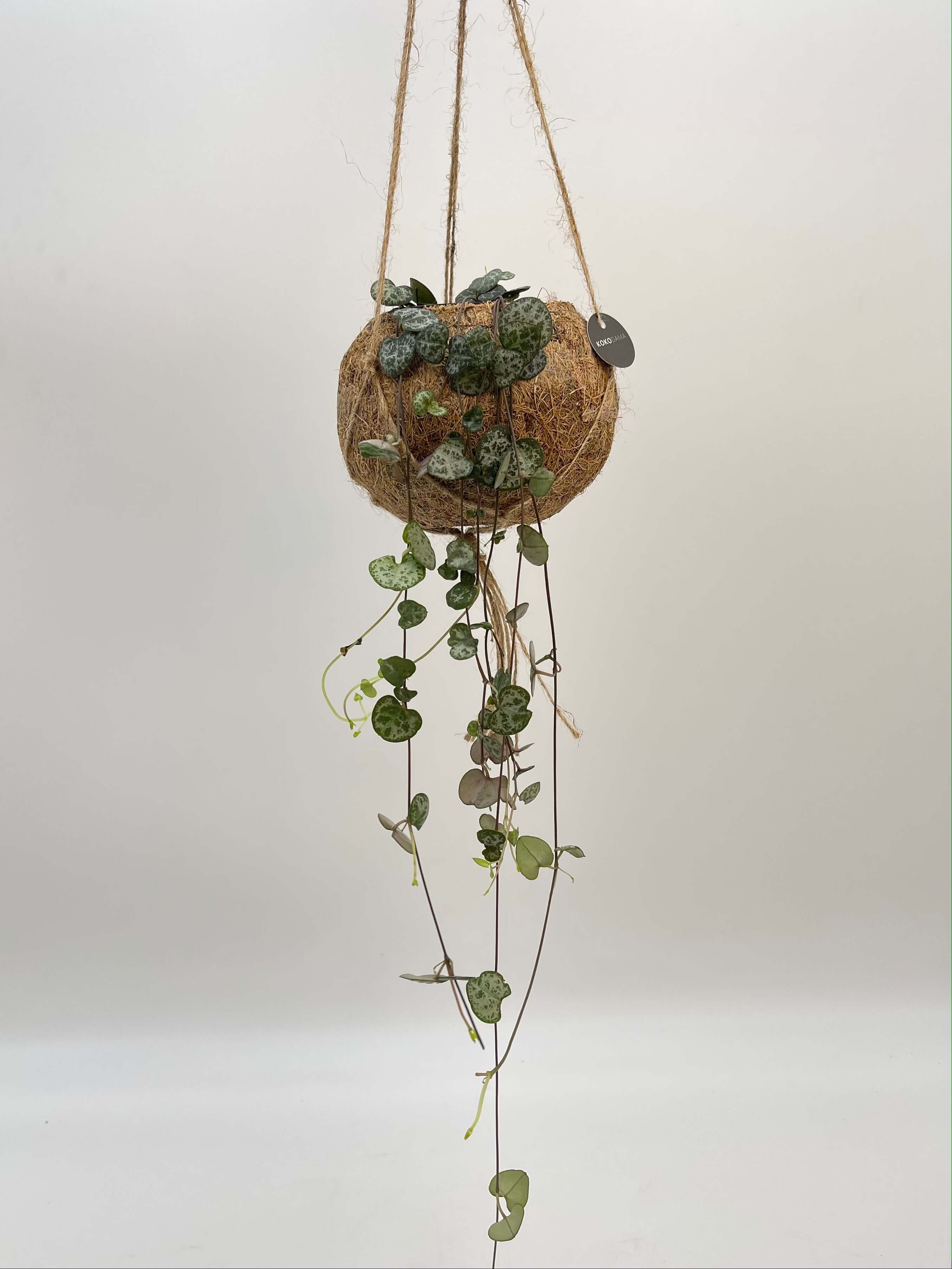 Kokedama Hanging Plant Pots, Coconut Fibre