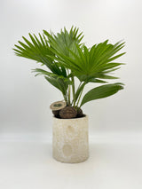 Livistona Rotundifolia in Ceramic pot