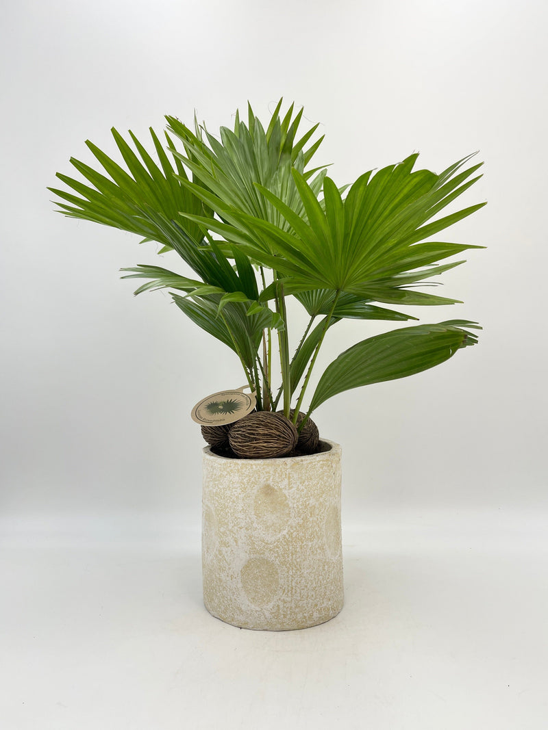 Livistona Rotundifolia in Ceramic pot