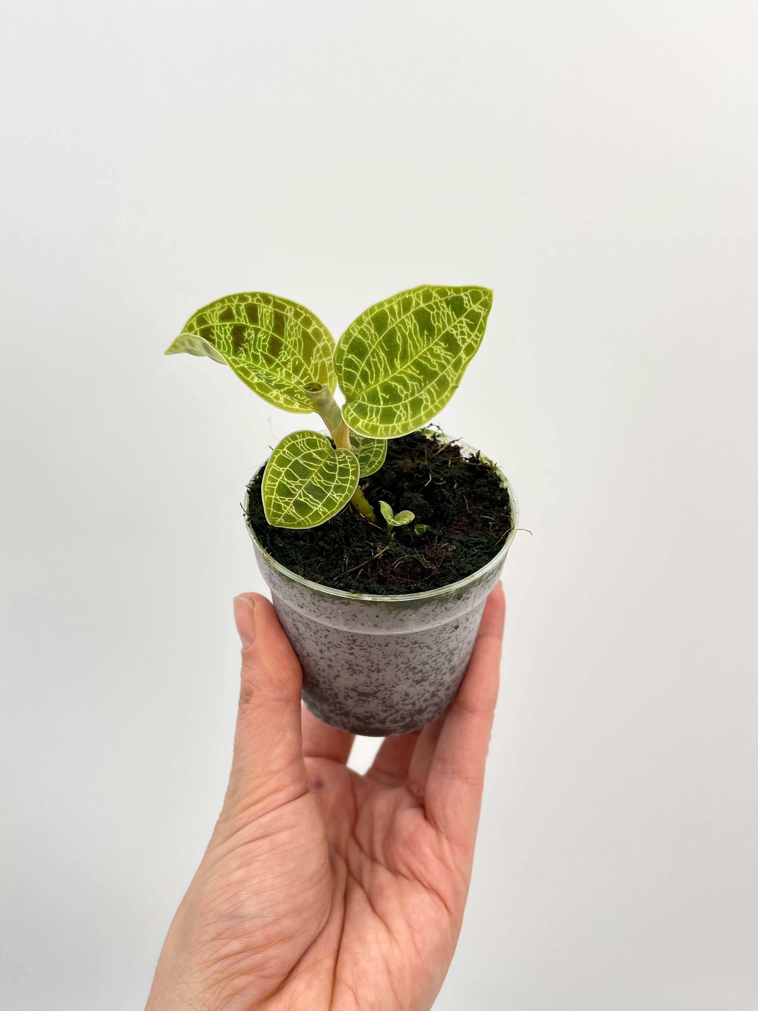 Macodes Petola, Jewel Orchid