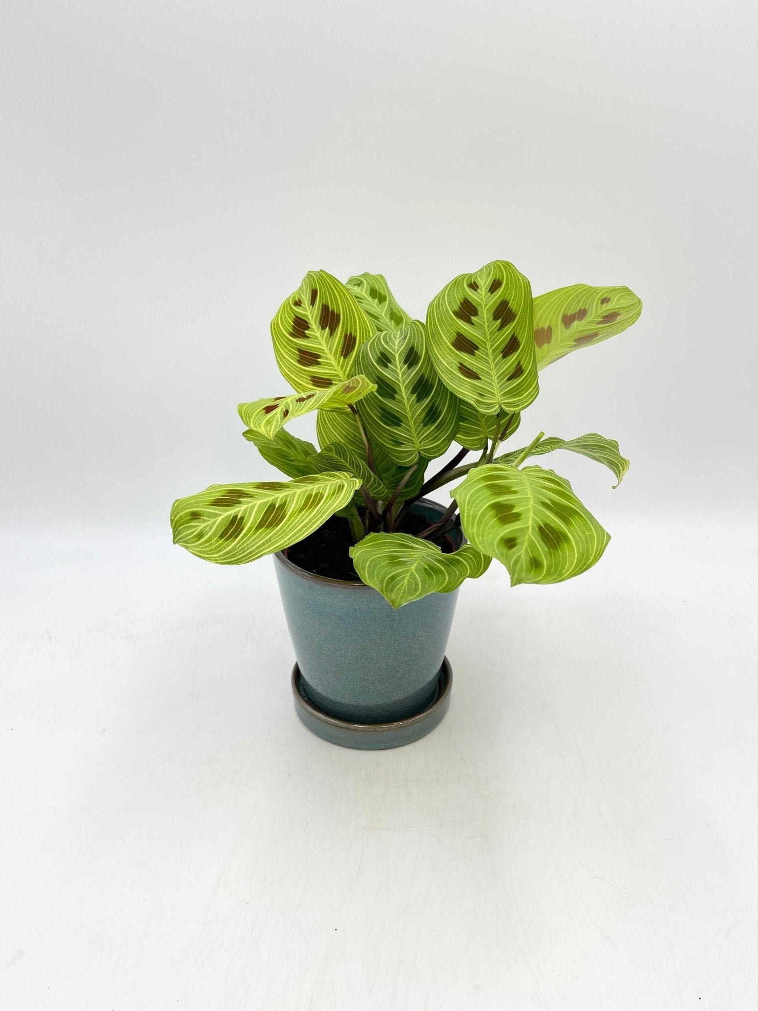 Maranta Fantasy Light Veins Prayer Plant