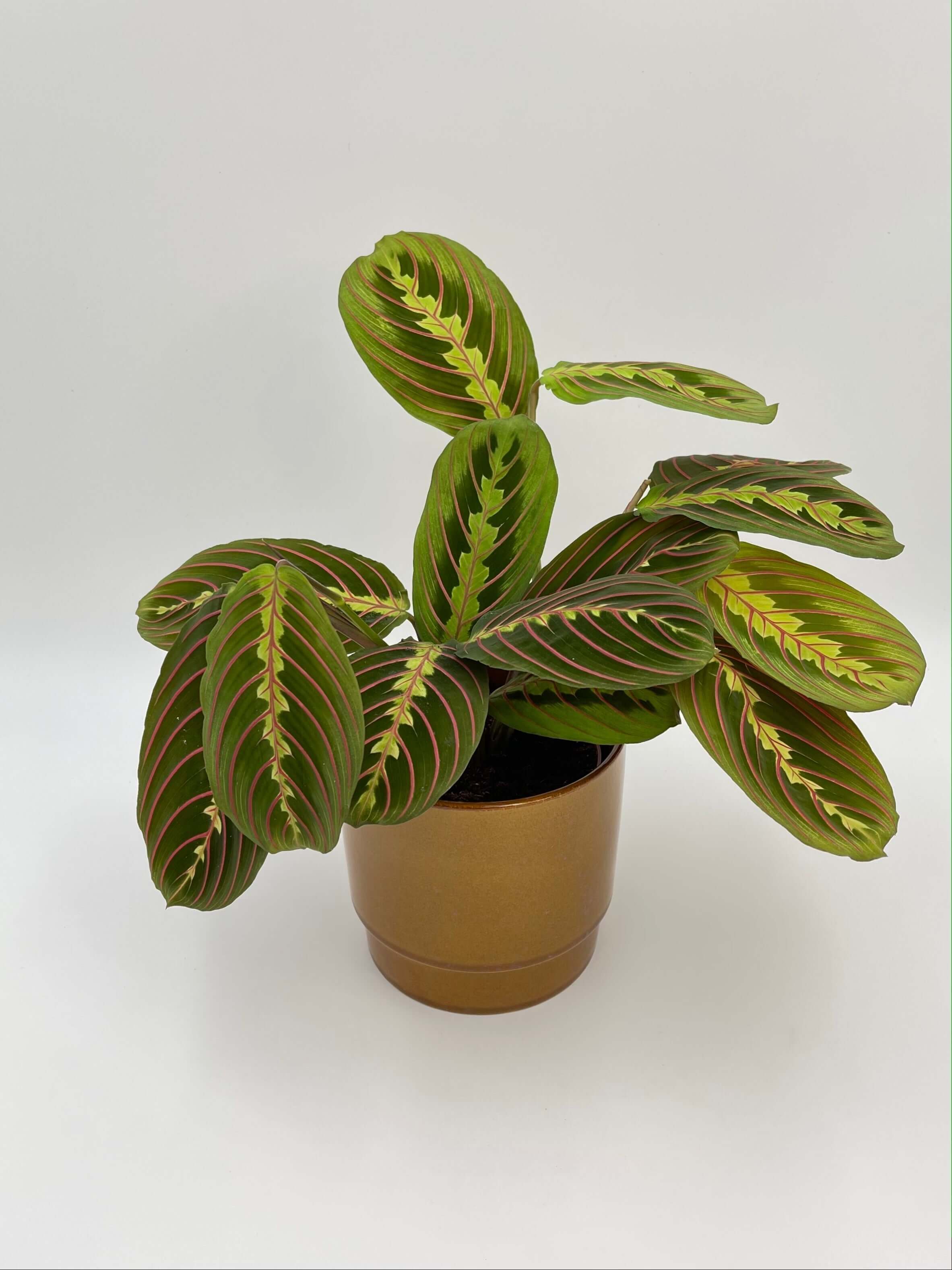 Maranta Fascinator, Prayer Plant