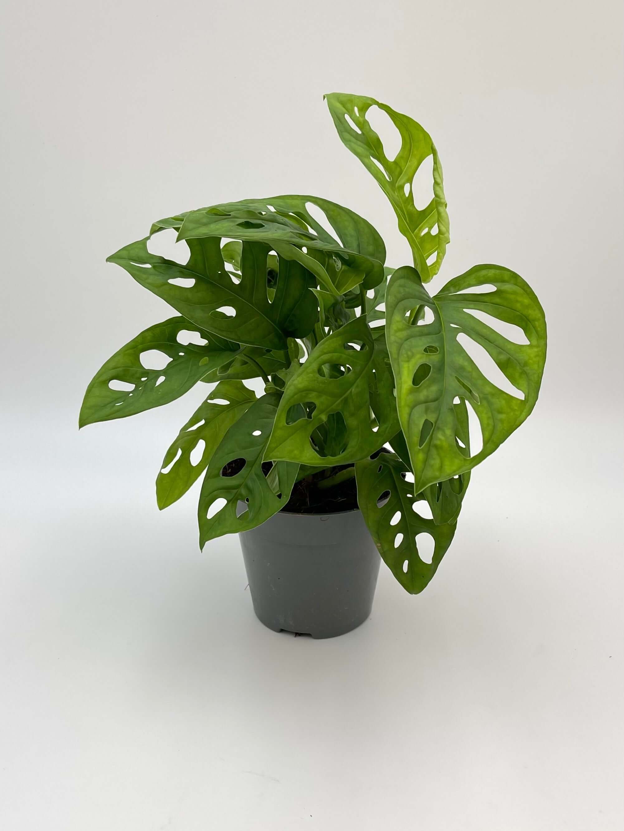 Monstera Adansonii Plant, Monkey Leaf Monstera, Indoor Plant in Multiple Sizes