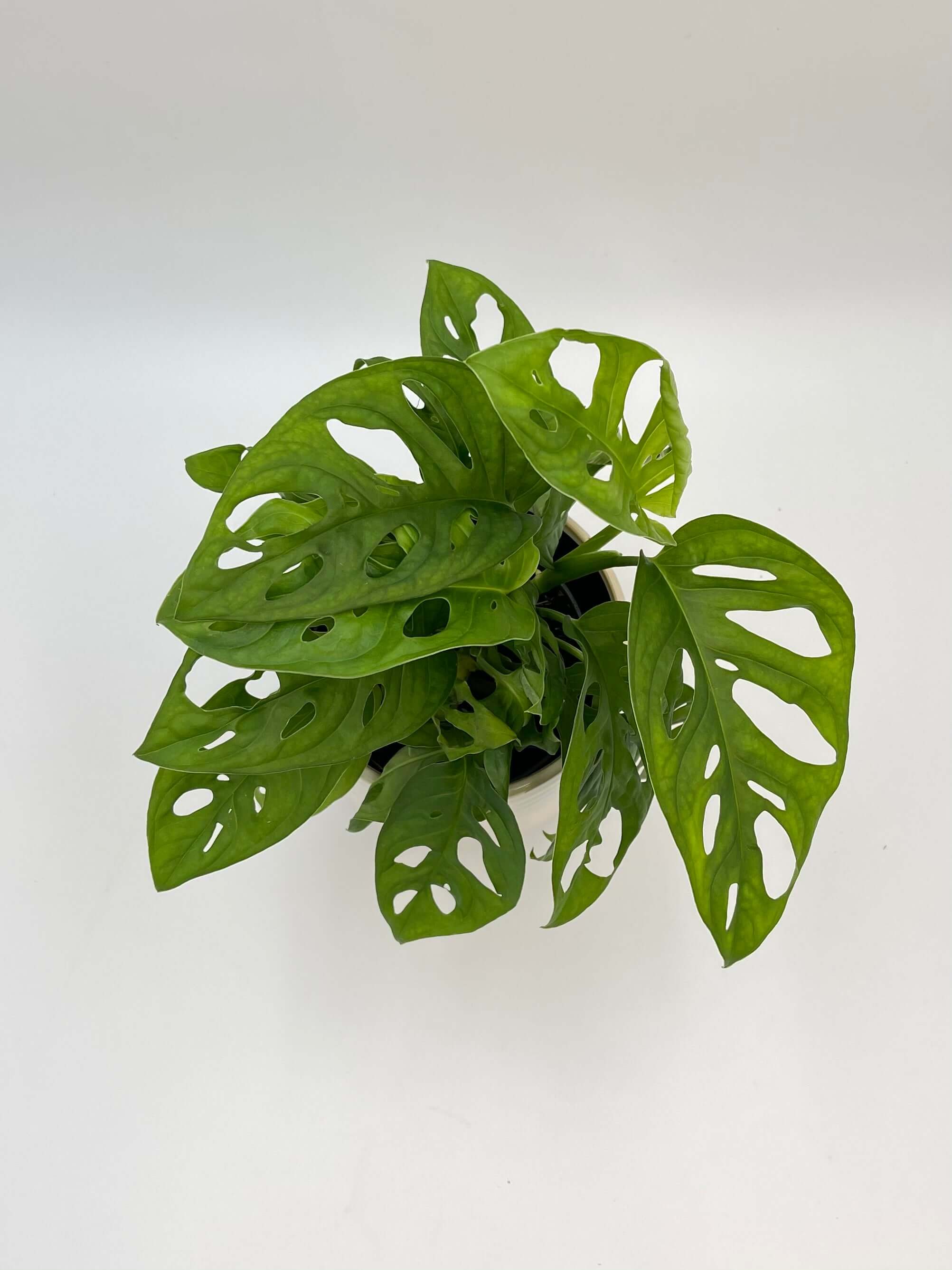Monstera Adansonii Plant, Monkey Leaf Monstera, Indoor Plant in Multiple Sizes