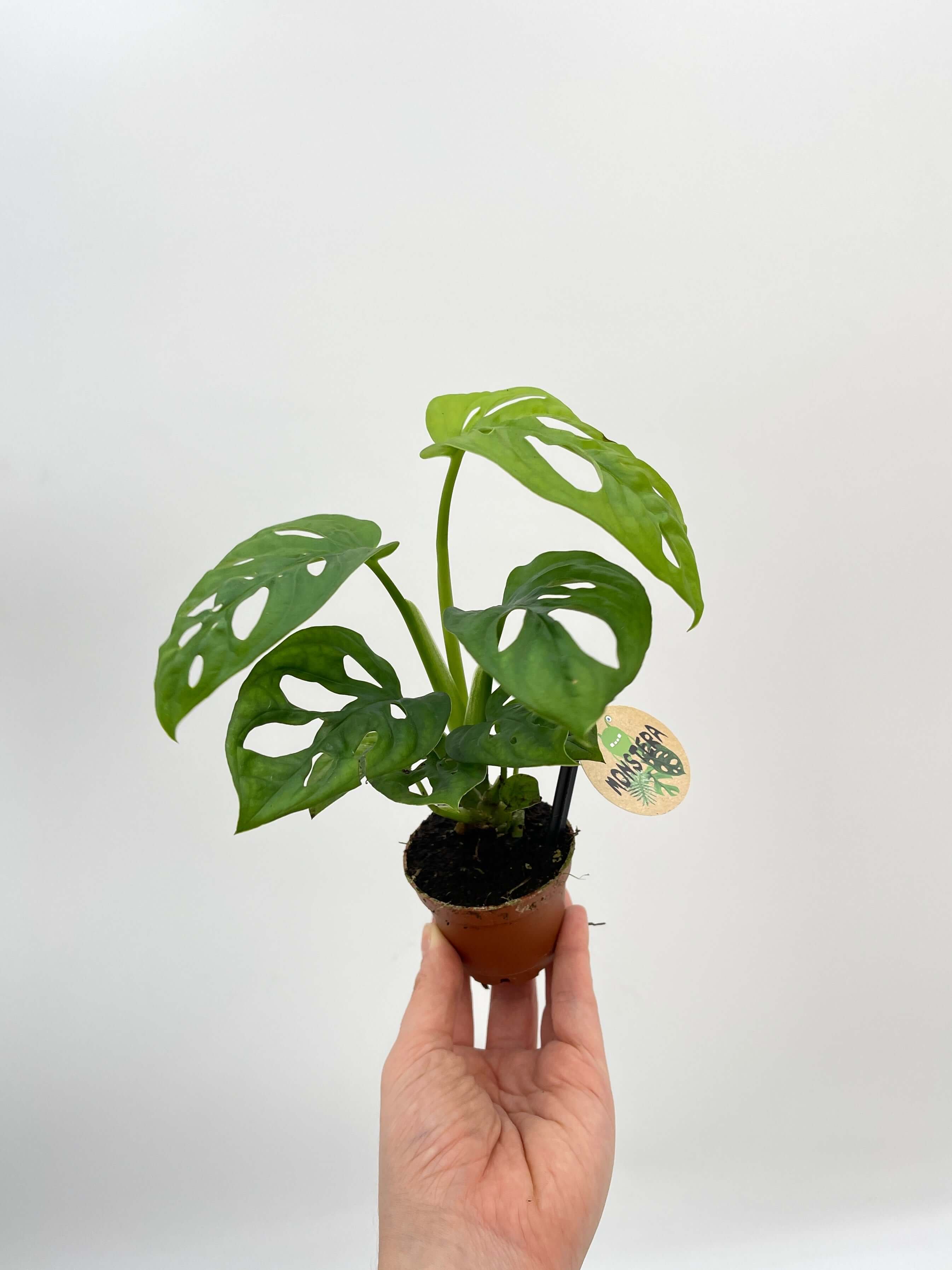 Monstera Adansonii Plant, Monkey Leaf Monstera, Indoor Plant in Multiple Sizes