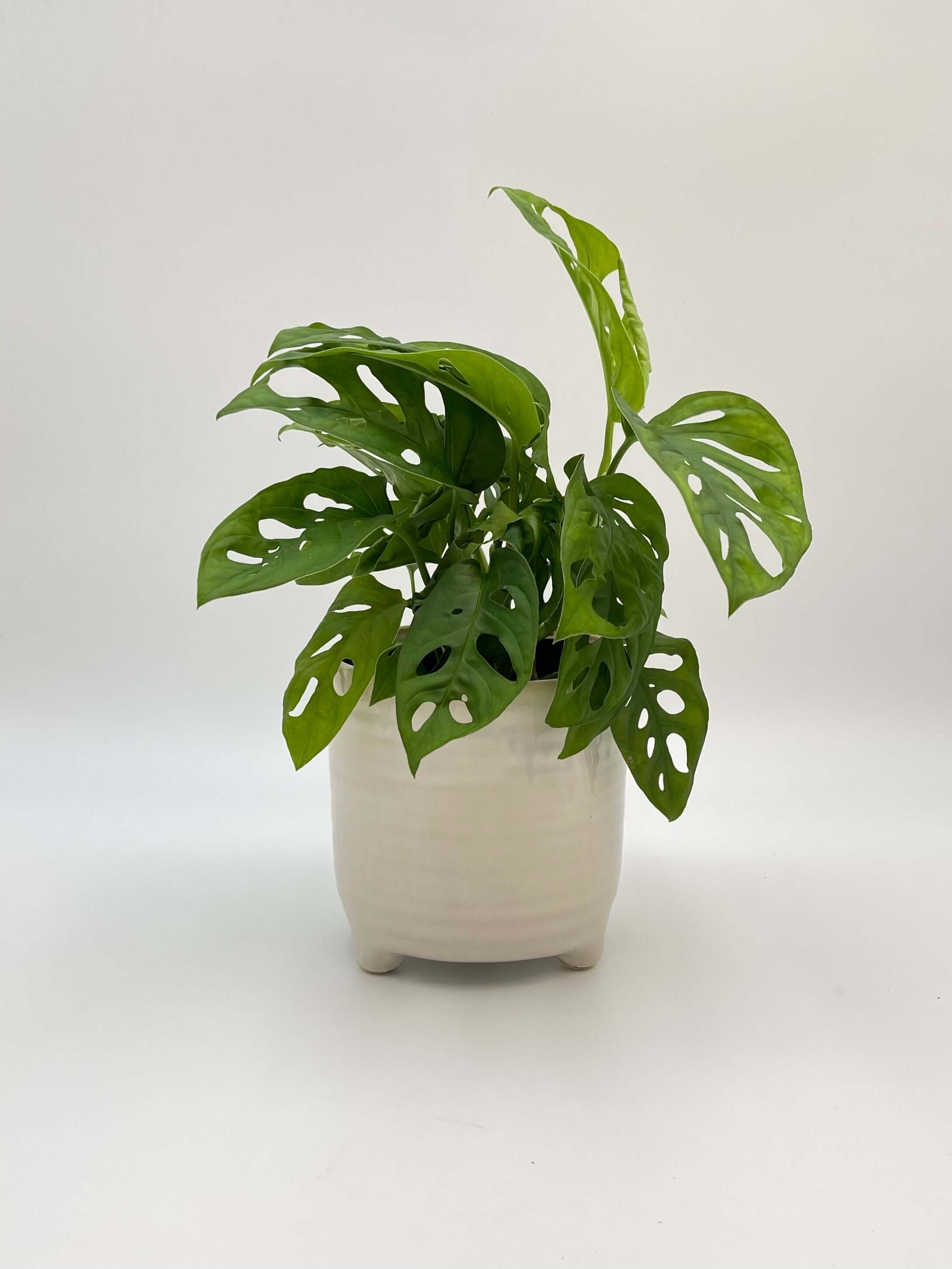 Monstera Adansonii Plant, Monkey Leaf Monstera, Indoor Plant in Multiple Sizes