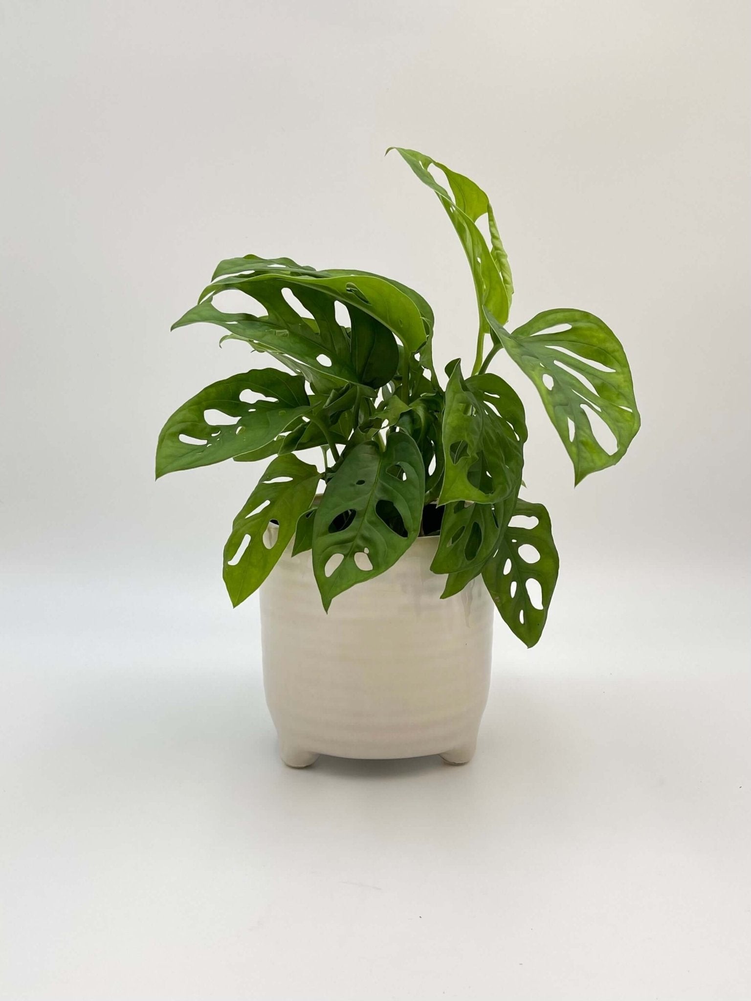 Monstera Adansonii Plant, Monkey Leaf Monstera, Indoor Plant in Multiple Sizes