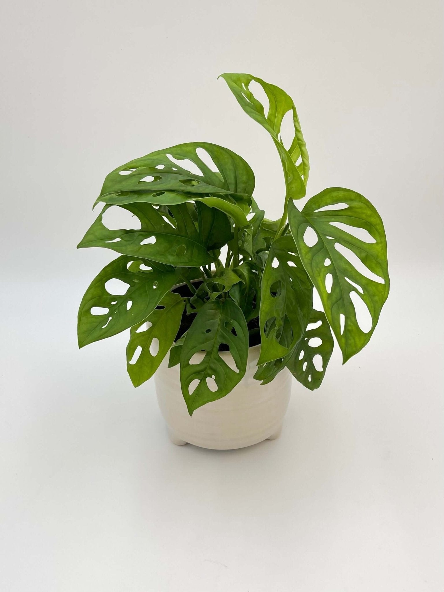 Monstera Adansonii Plant, Monkey Leaf Monstera, Indoor Plant in Multiple Sizes