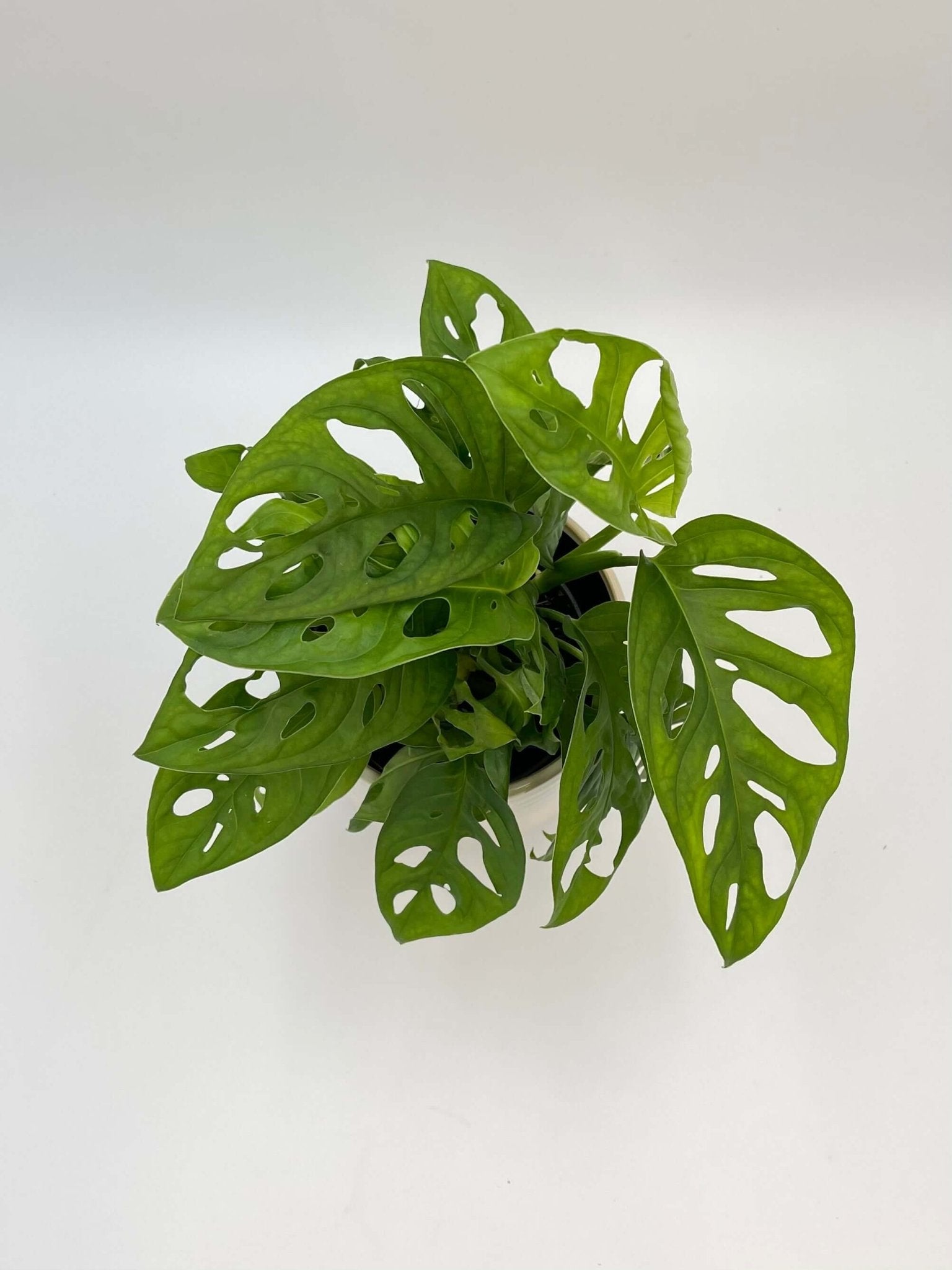 Monstera Adansonii Plant, Monkey Leaf Monstera, Indoor Plant in Multiple Sizes